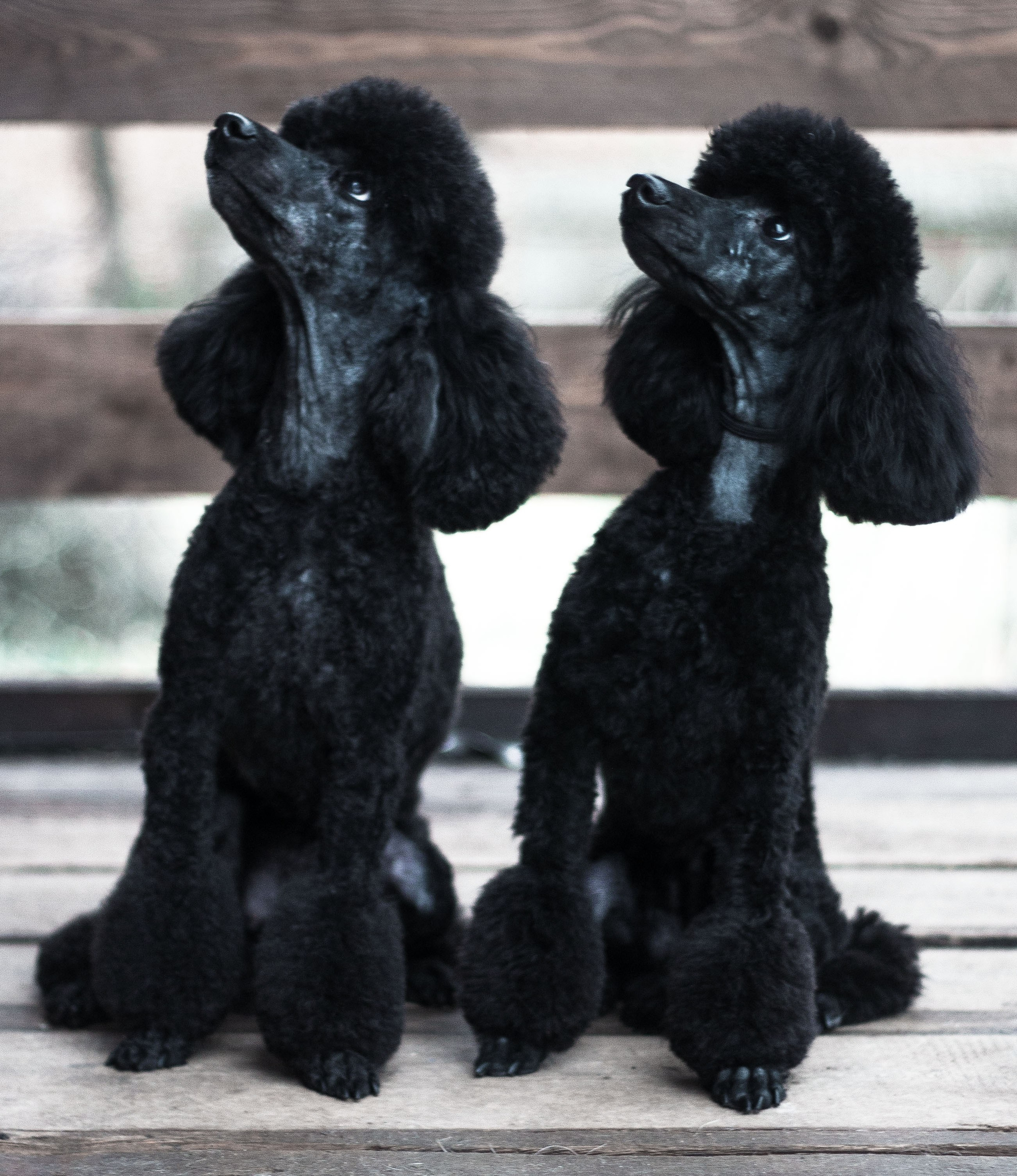 Животные. Обо всём