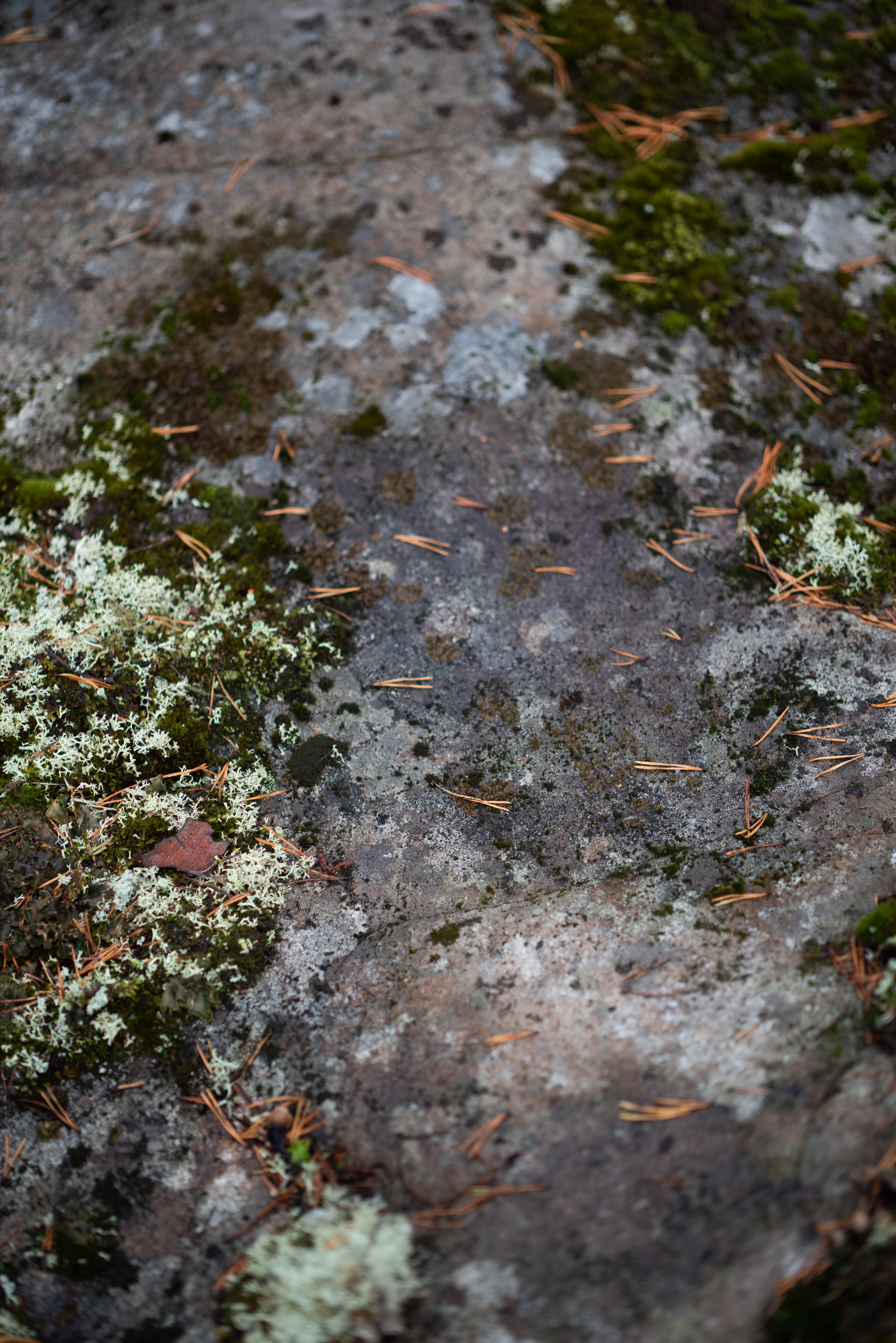 Осень на 85DFA*. Портретный фотограф Денис Милютин