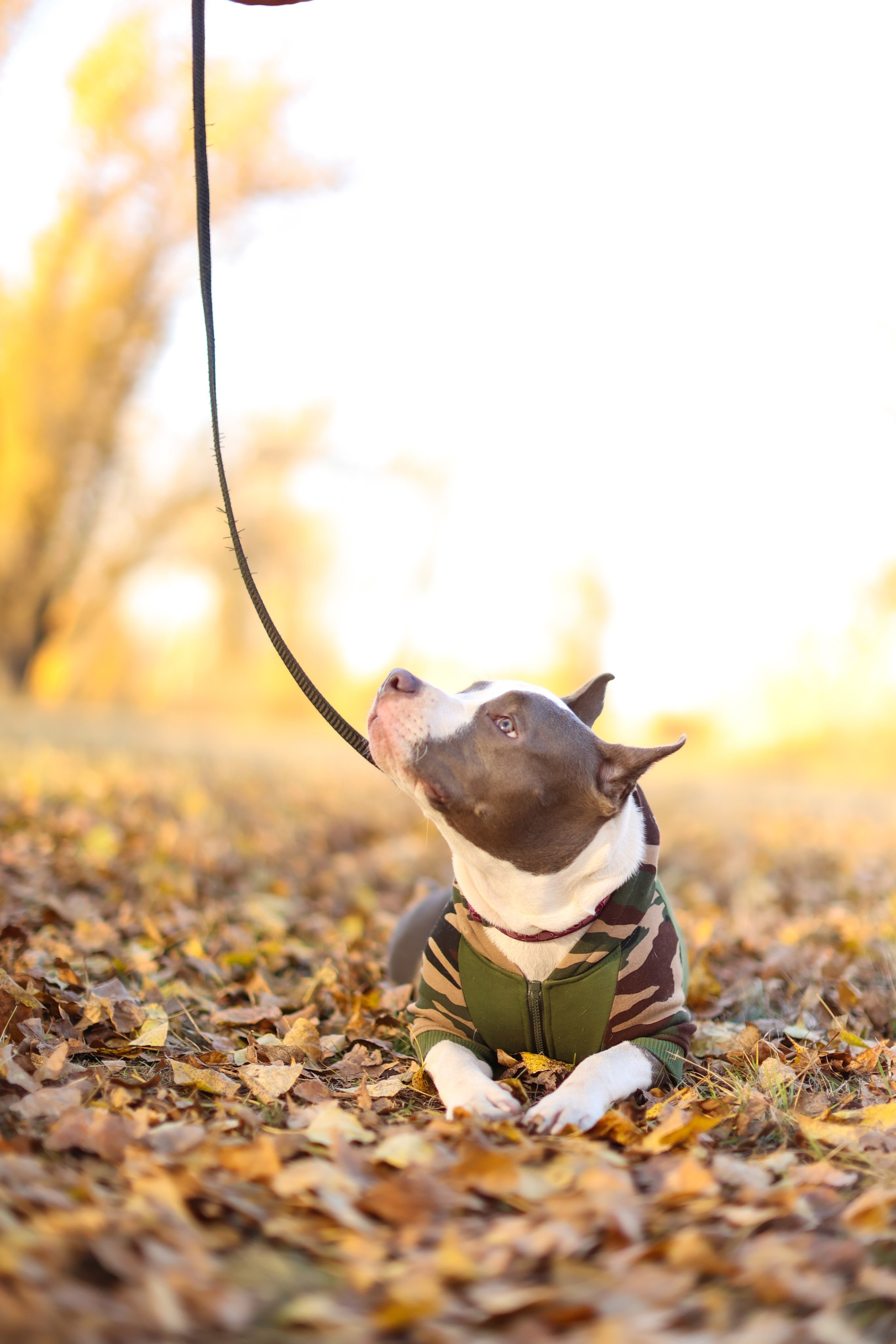 Осень. Art my Pho