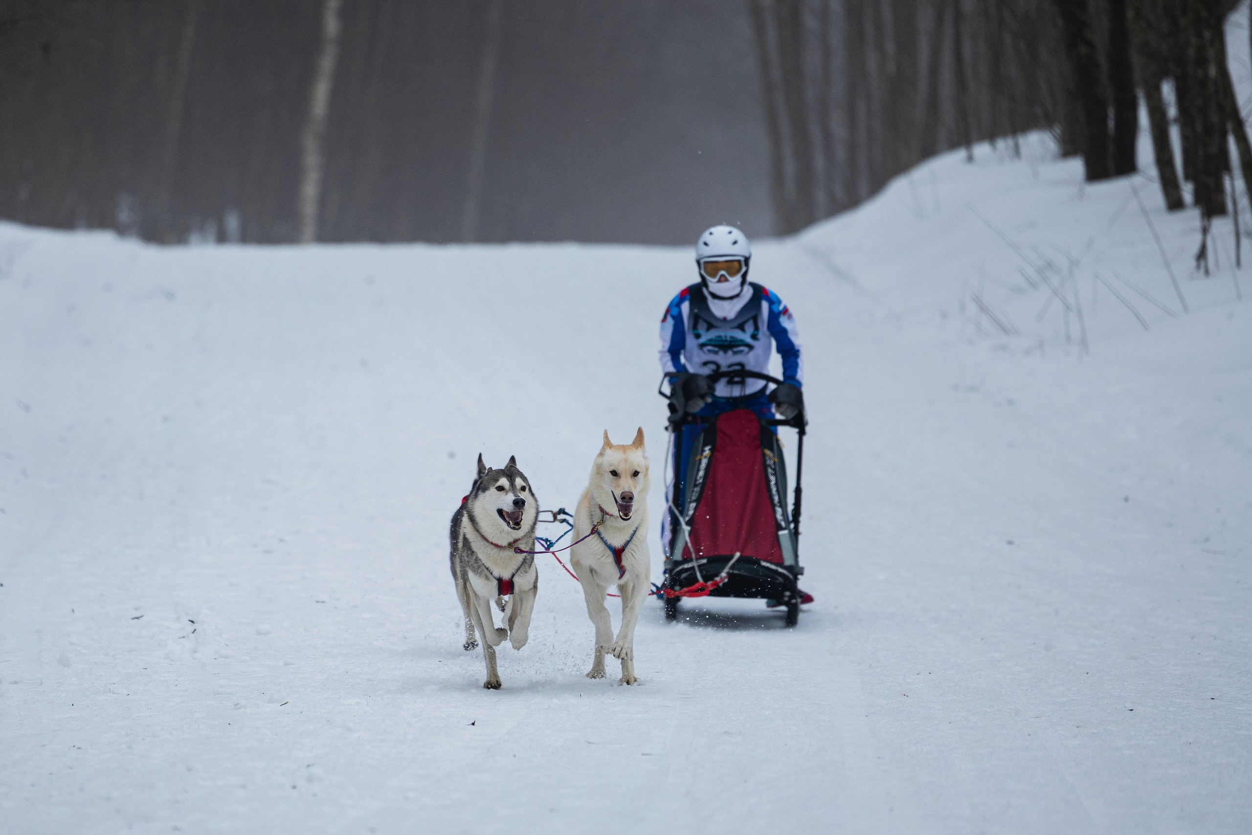 Зимний Чемпионат Санкт-Петербурга по ездовому спорту. Фотограф-анималист Анна Маринич