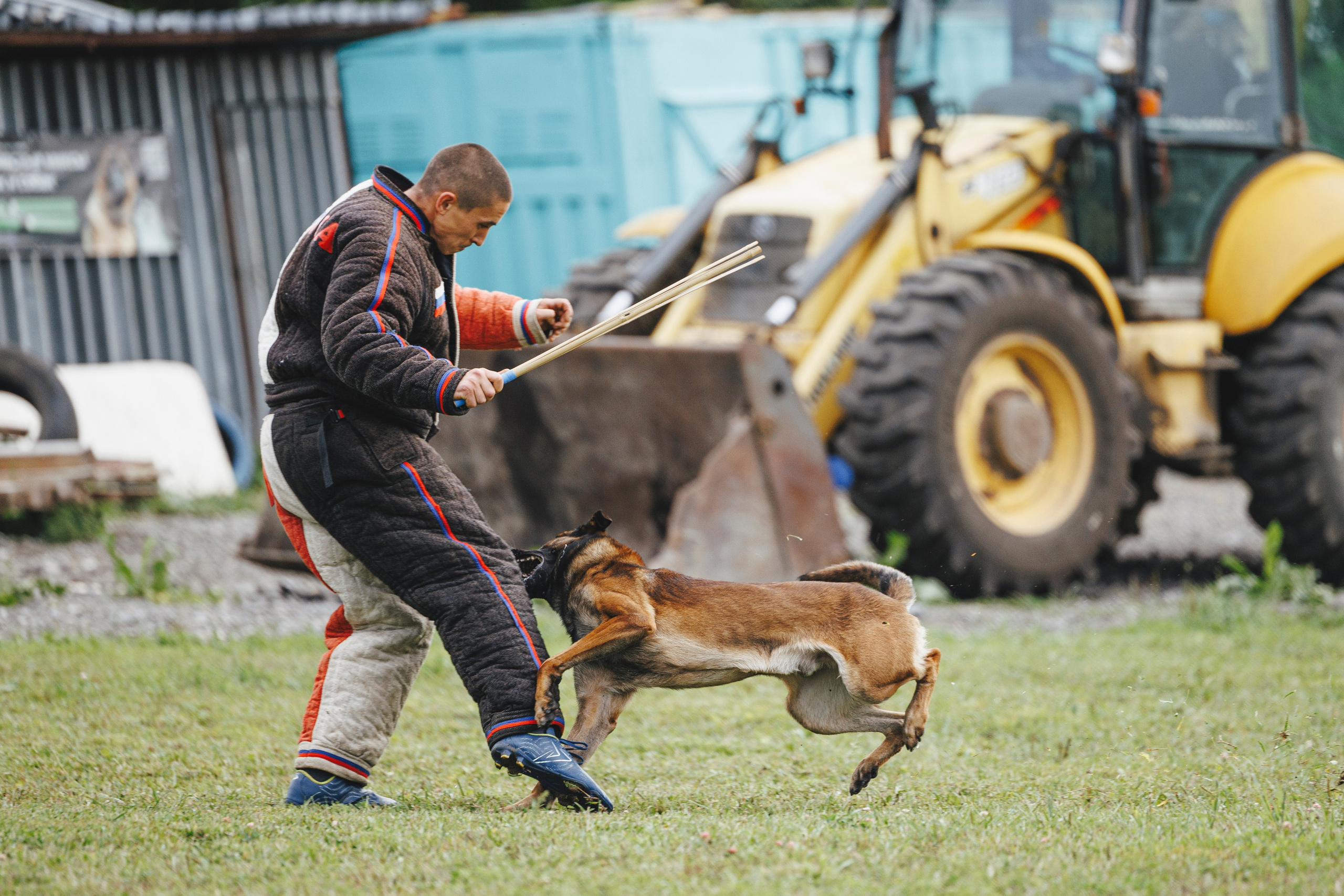 08.08.25-10.08.25 ЧР по мондьорингу г. Вологда. Фотограф-анималист Анна Маринич