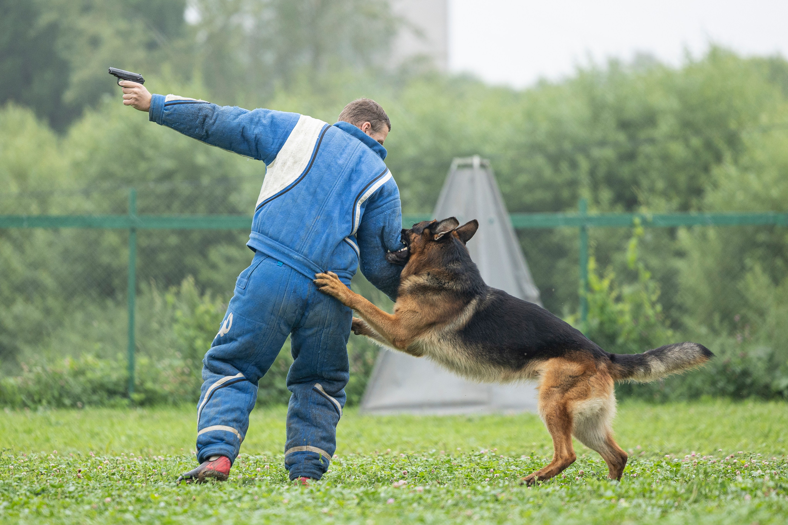 Соревнования по Мондьорингу г. Вологда 10-11.08.2024. Фотограф-анималист Анна Маринич