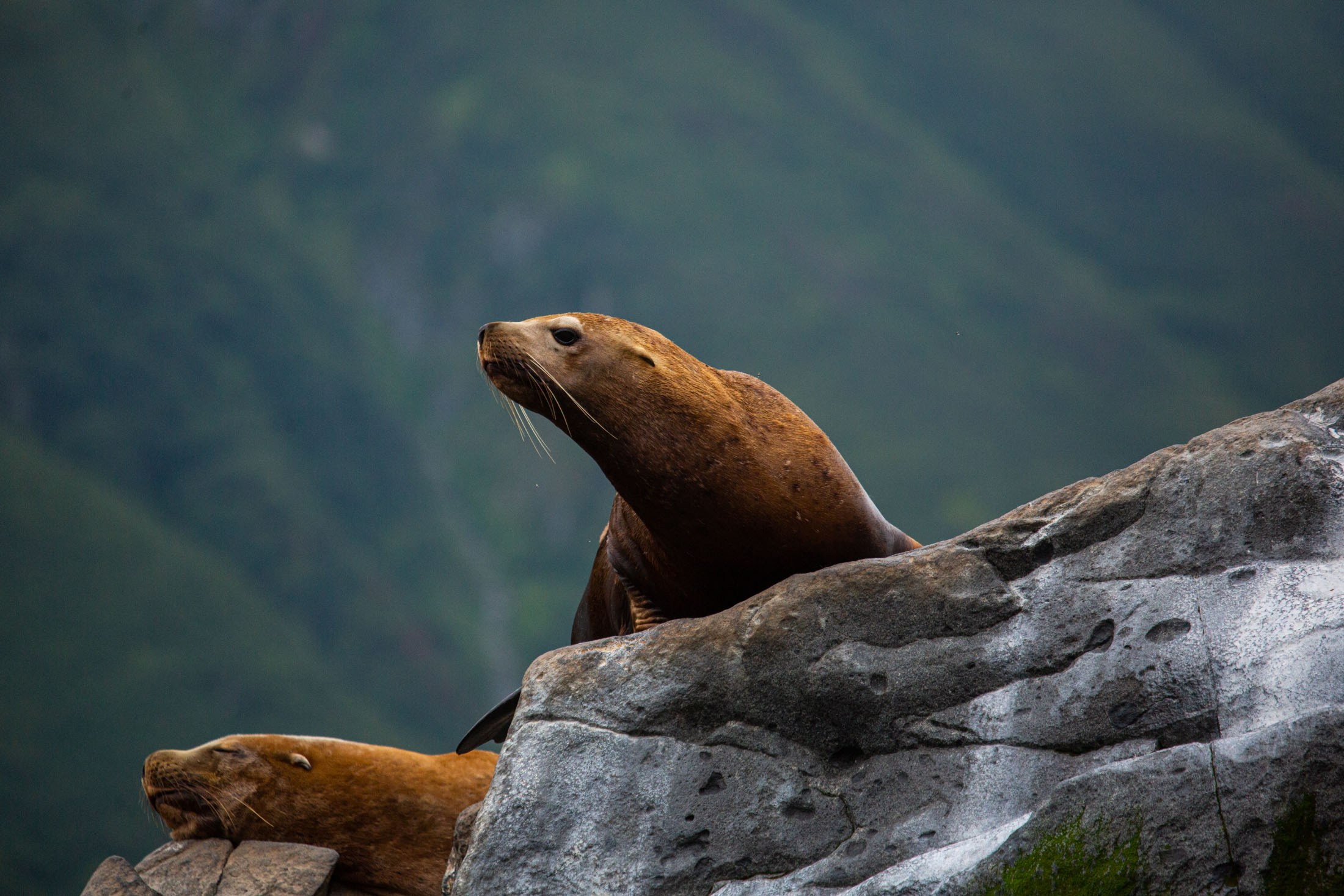 Экспедиция по Северным Курильским островам с Vasta. Фотограф Красная Поляна — Сочи — Москва