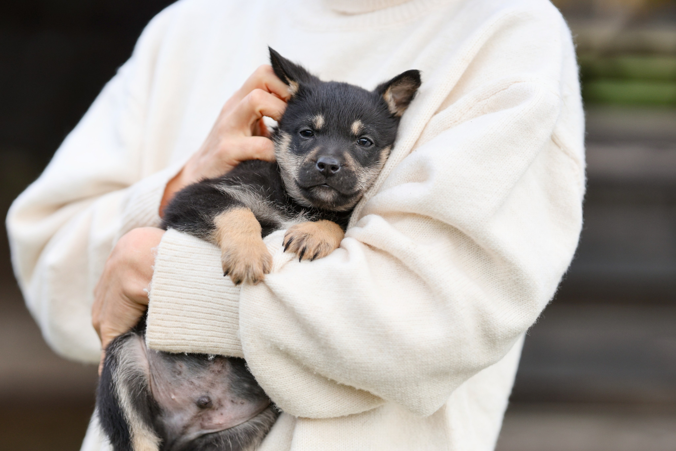 Щенки. Фотограф Максим Татаринов