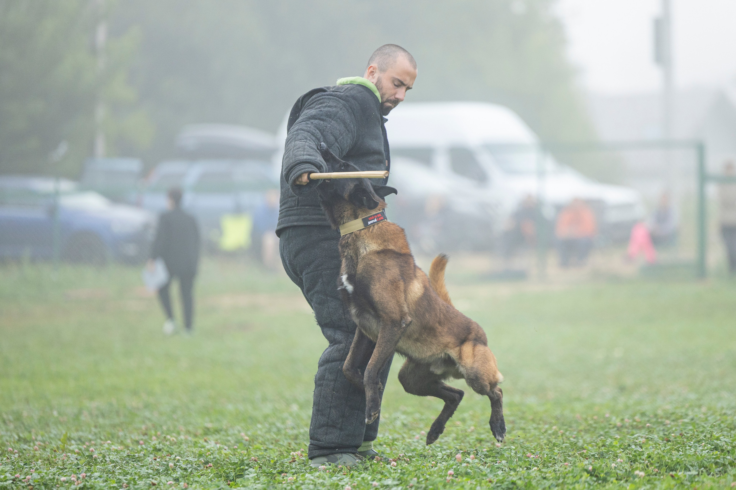 Соревнования по Мондьорингу г. Вологда 10-11.08.2024. Фотограф-анималист Анна Маринич