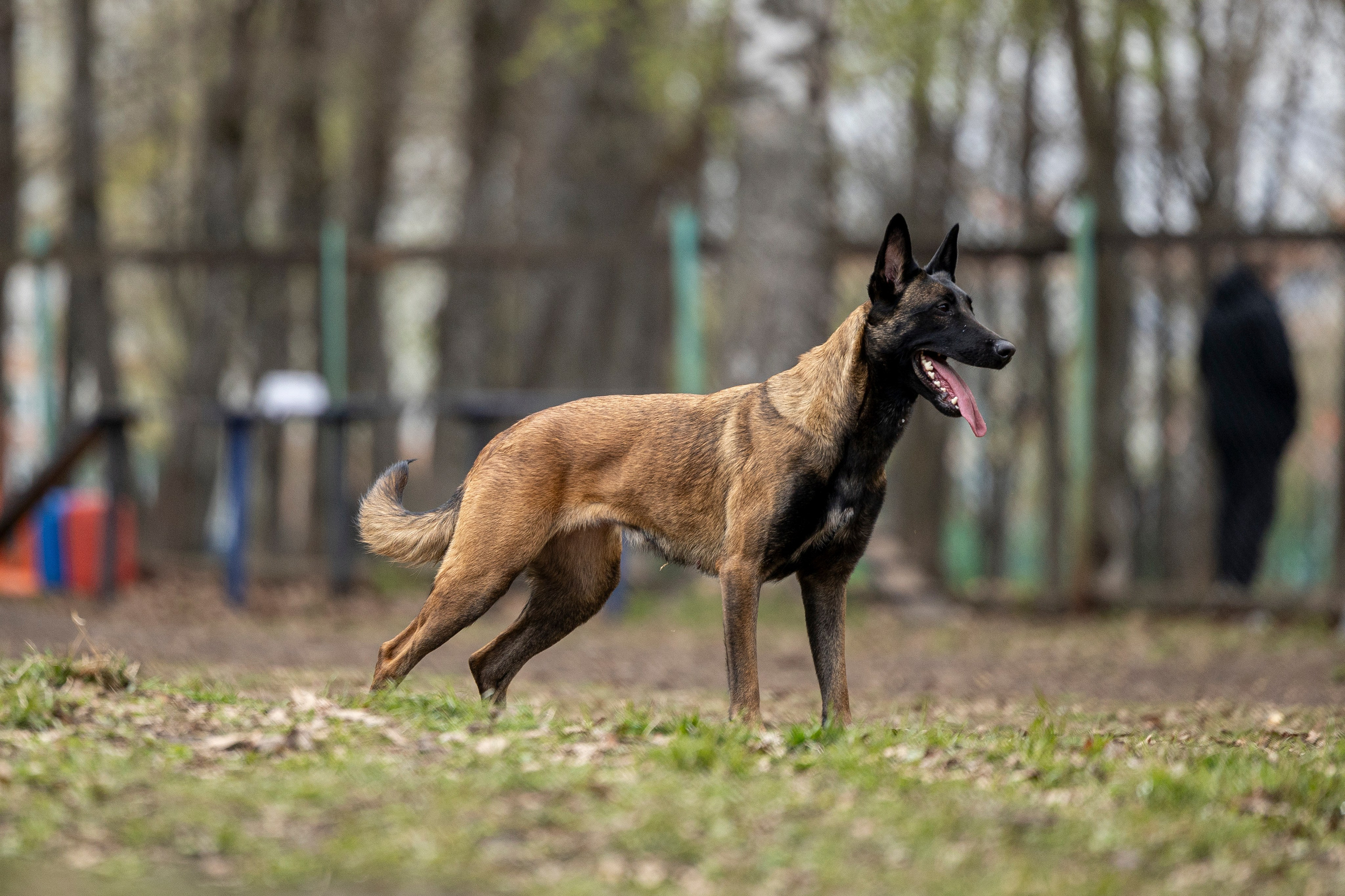 Квалификационные состязания по мондьорингу г. Вологда 11.05.24. Фотограф-анималист Анна Маринич