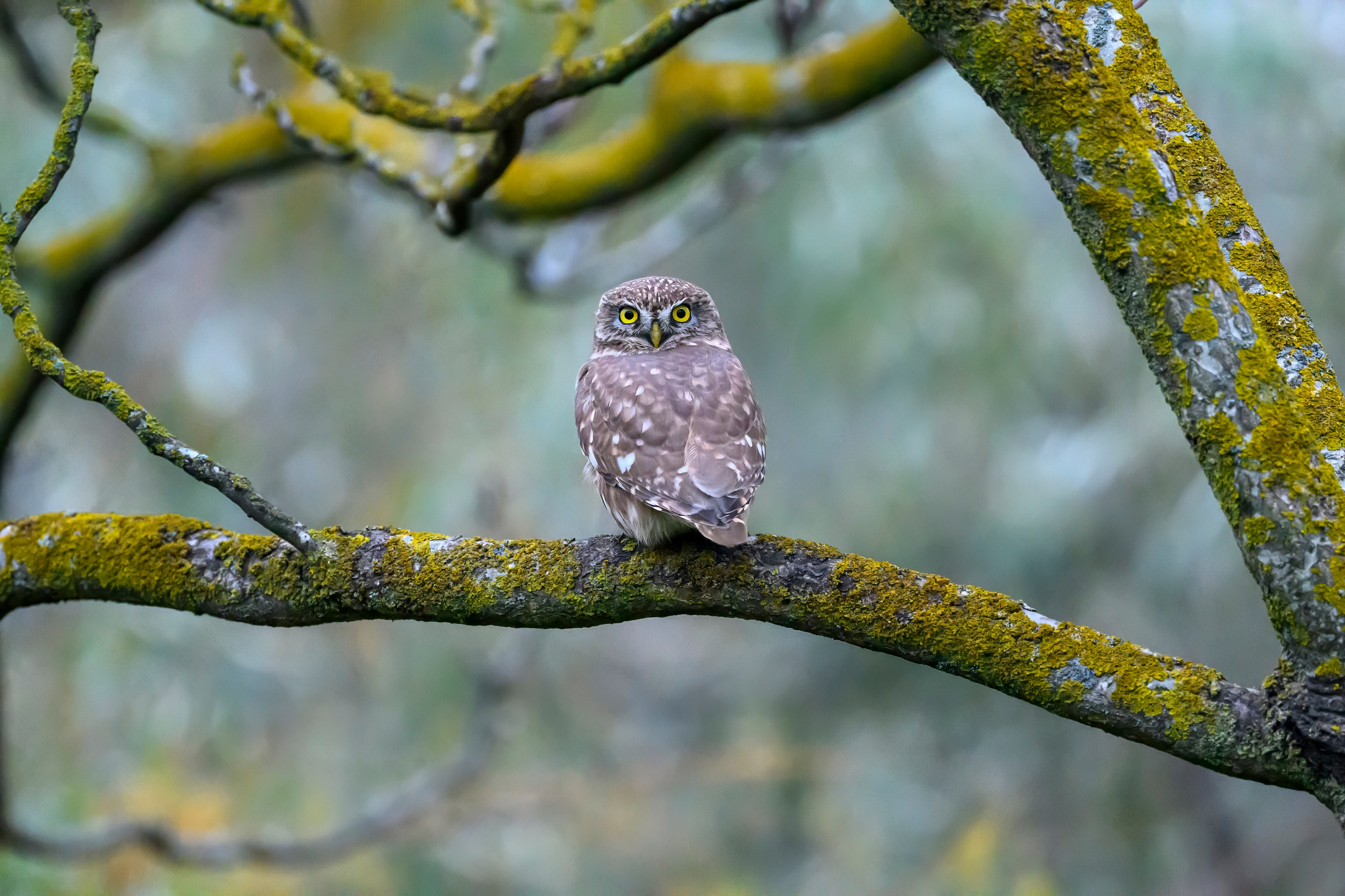 Дагестан. Ноябрь 2025. Фотограф Сергей Пупонин