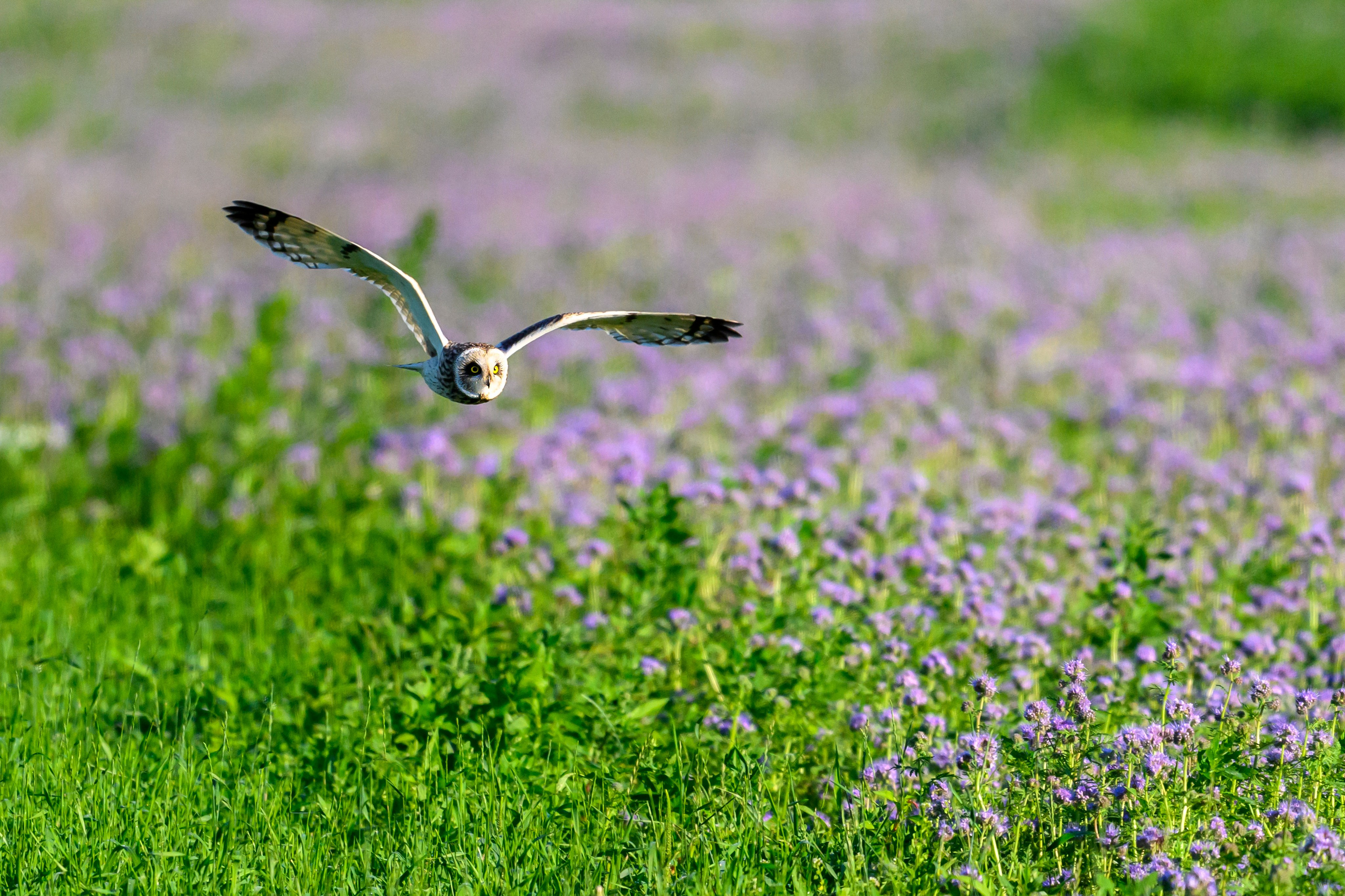 Охота совы. Фотограф Сергей Пупонин