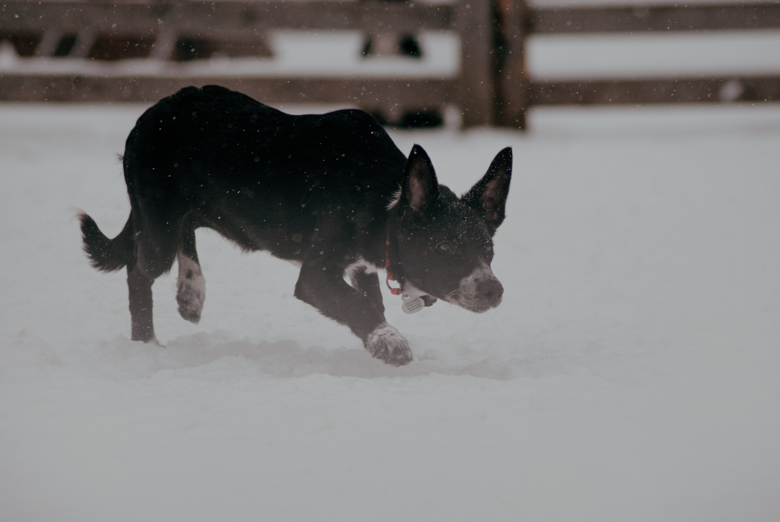 Пастьба. Фотограф в Тюмени Лизавета Сапицкая