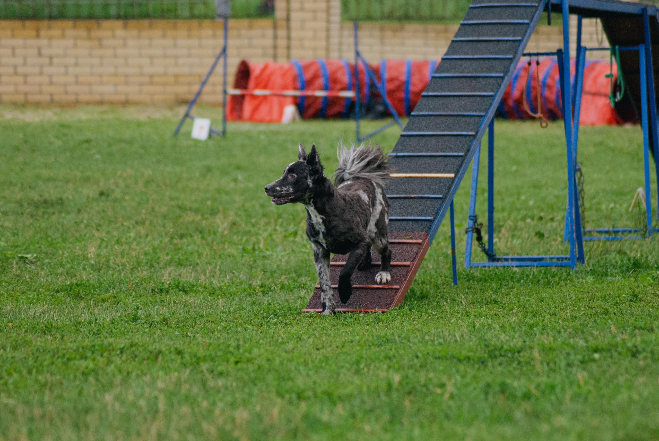 Аджилити. Фотограф в Тюмени Лизавета Сапицкая