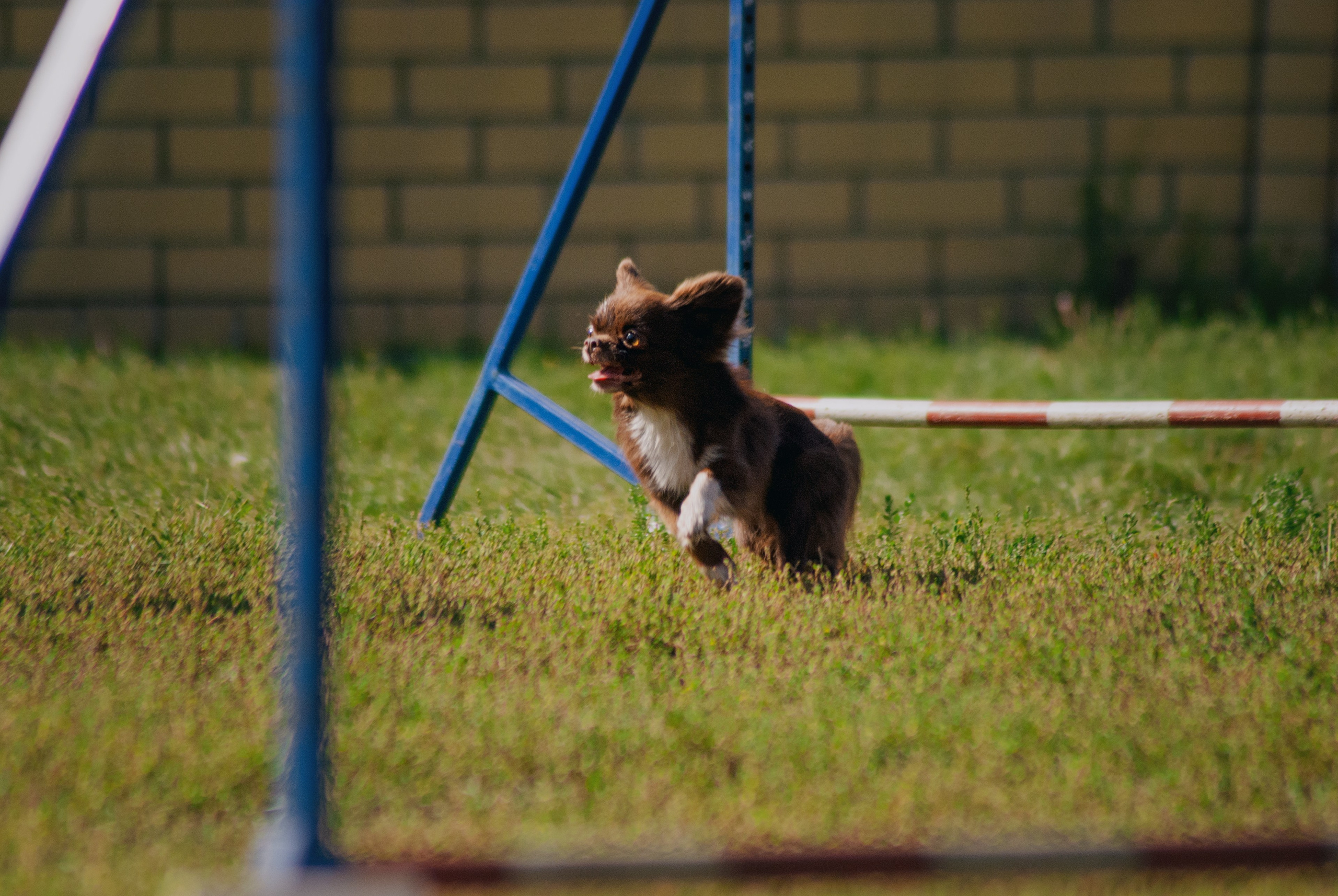 Аджилити. Фотограф в Тюмени Лизавета Сапицкая