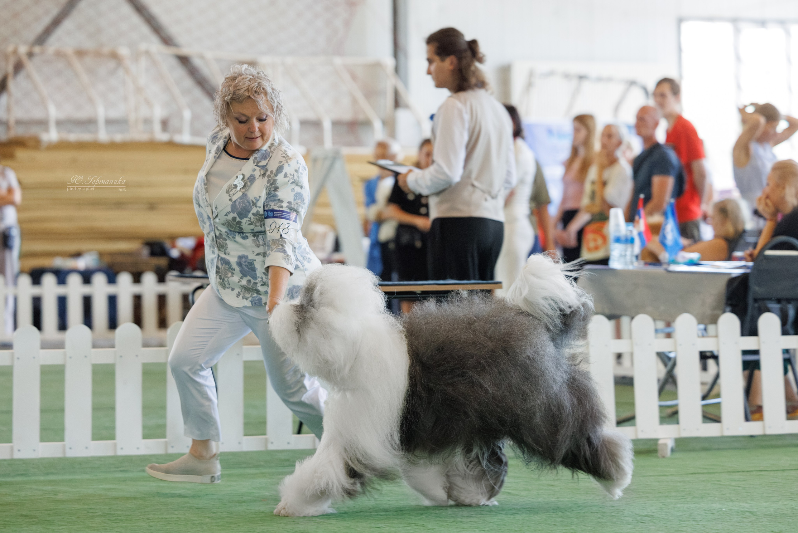 Батуми 3хCACIB 27-29.06.2025. Фотограф-анималист Юлия Германика