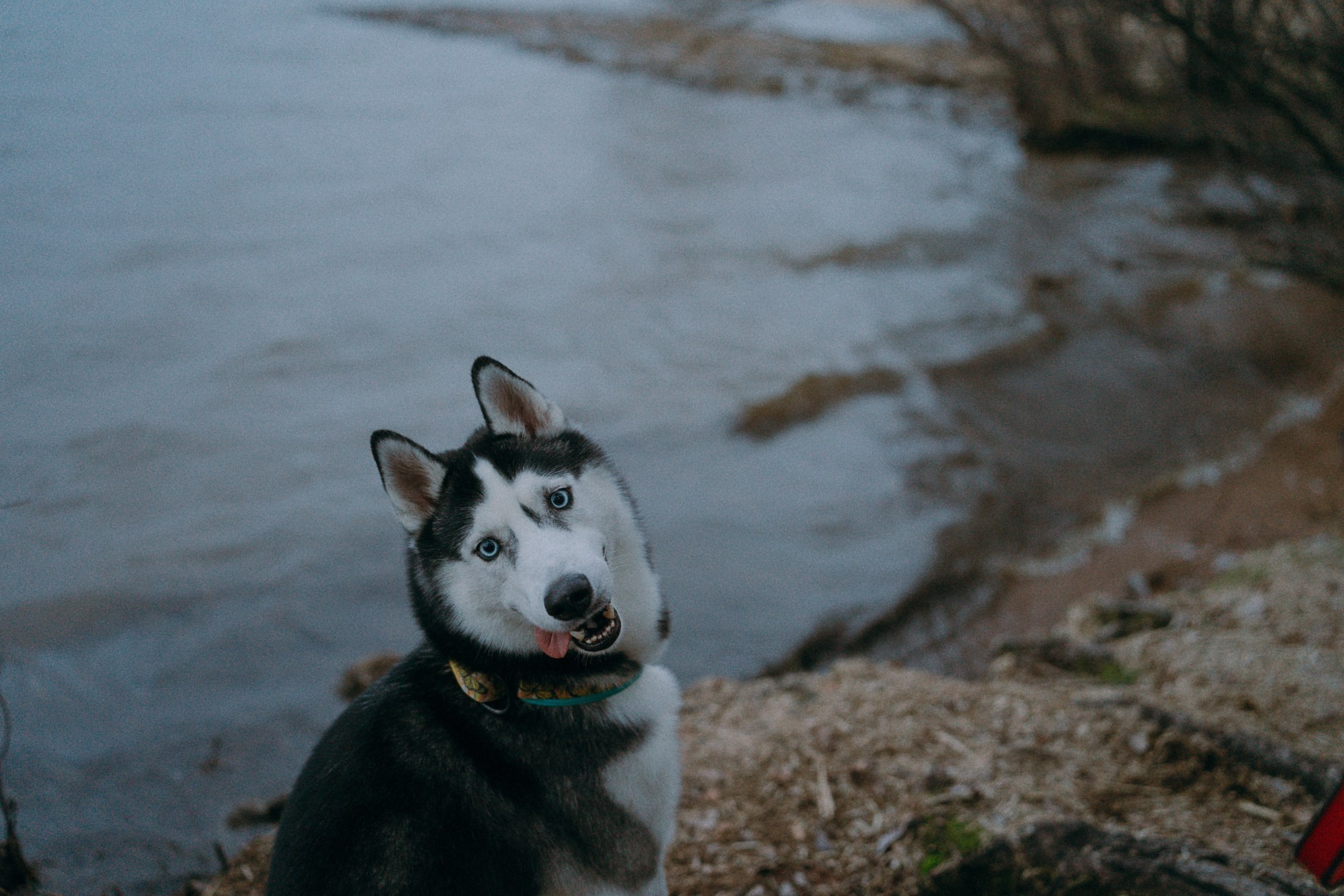 Наташа и Сириус. Фотограф анималист в Москве и Санкт-Петербурге Свиридова Анна