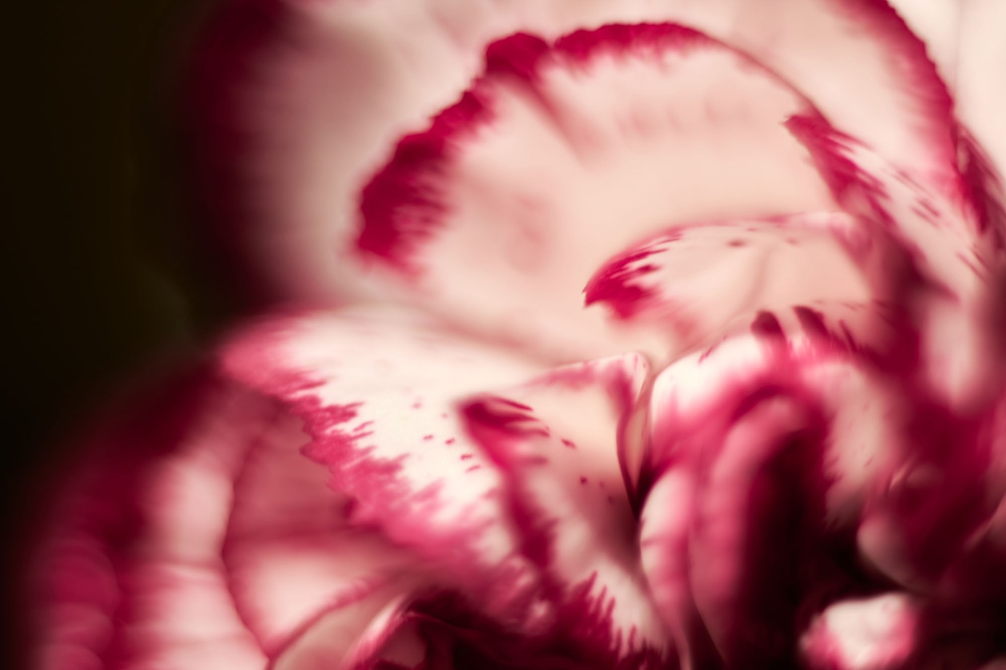 Макро-абстракция «Эфемерность» | Лимитированная серия. Sandra Marselly | Абстрактная Макро-Фотография