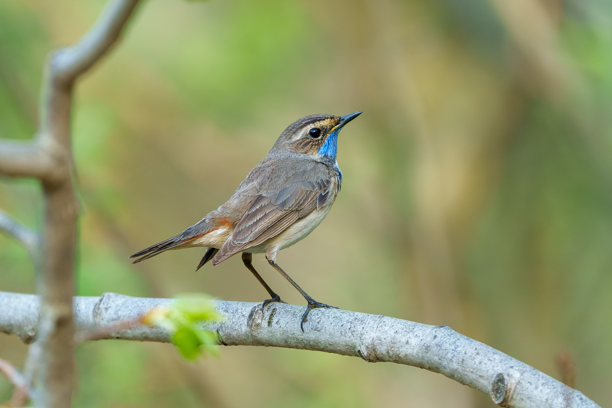 Удивительные мир птиц. Вокруг нас столько прекрасного — присмотритесь!. Ваш личный фотограф Марина Волкова