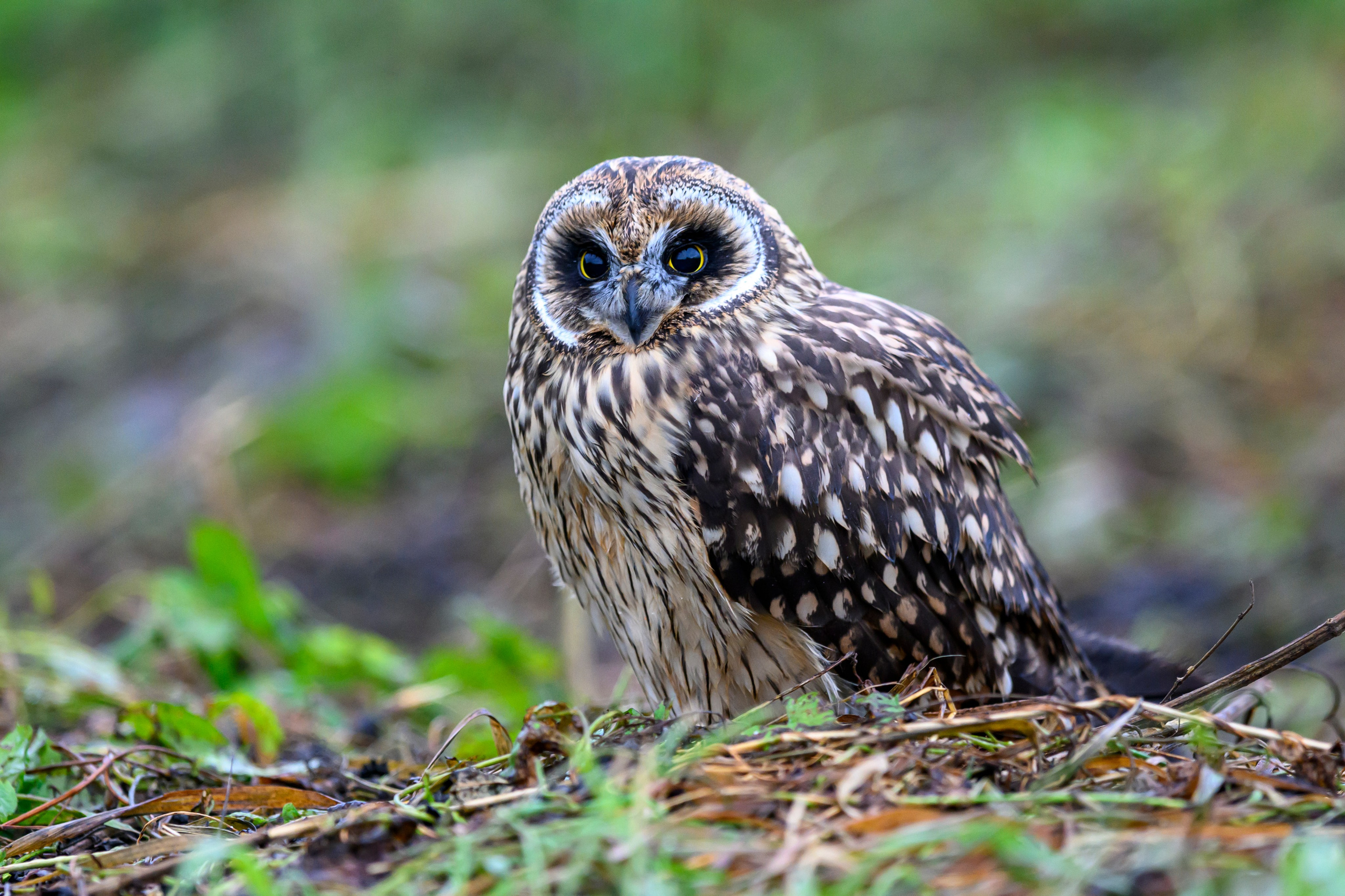 Фотосессия совенка | Owlet photo session. Фотограф Сергей Пупонин