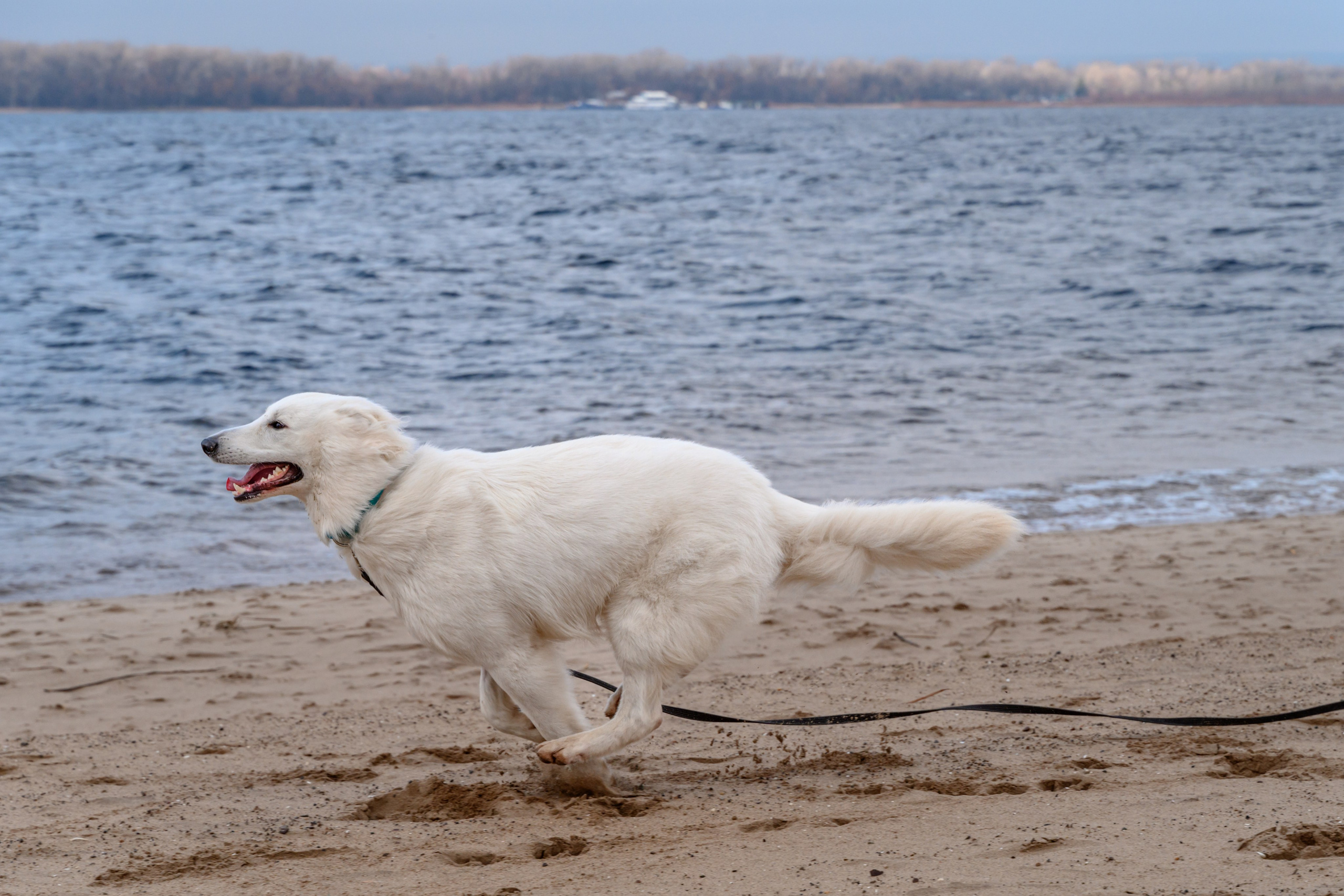 Рома, Оля и Оскар. Фотограф в Самаре Погребнякова Мария