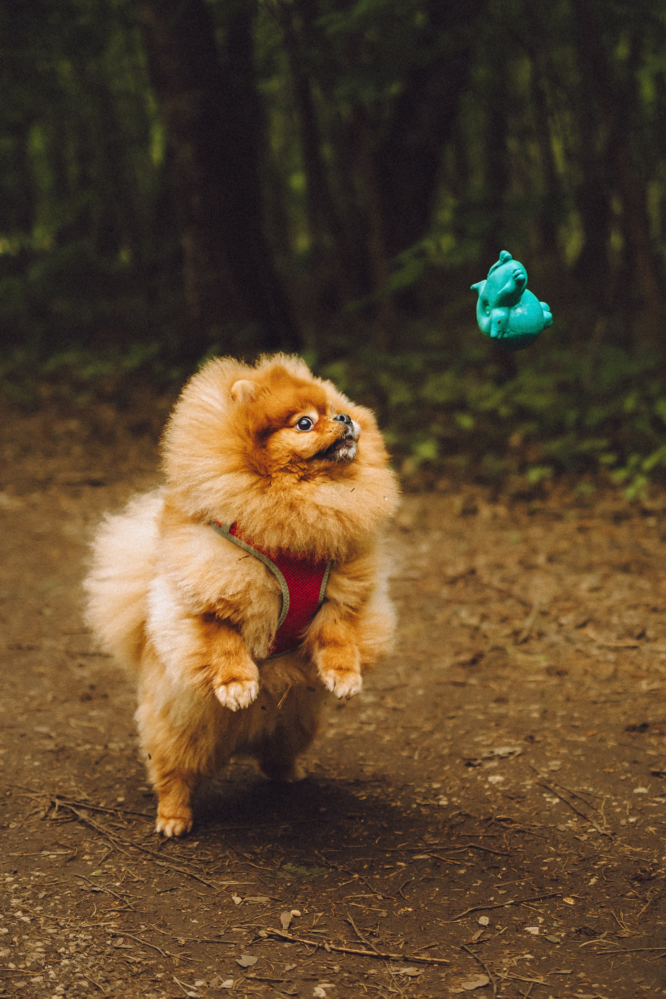 Лорик и его семья