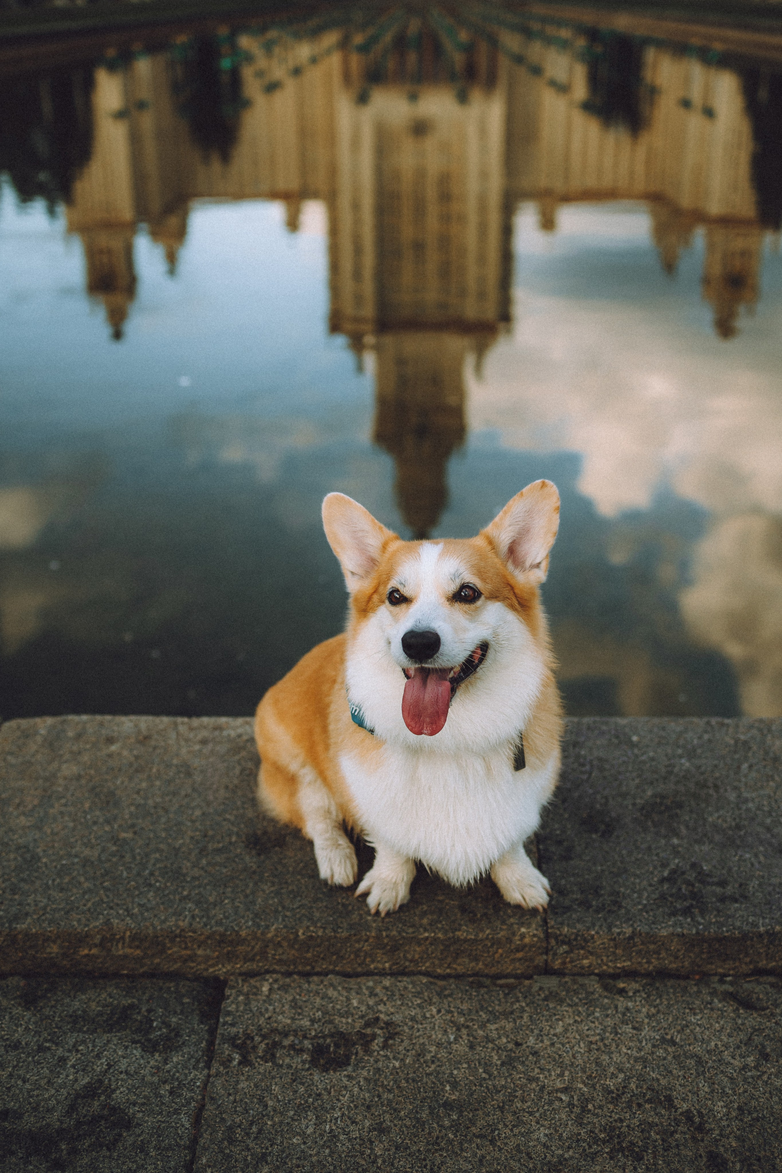 Пуговка и ее семья