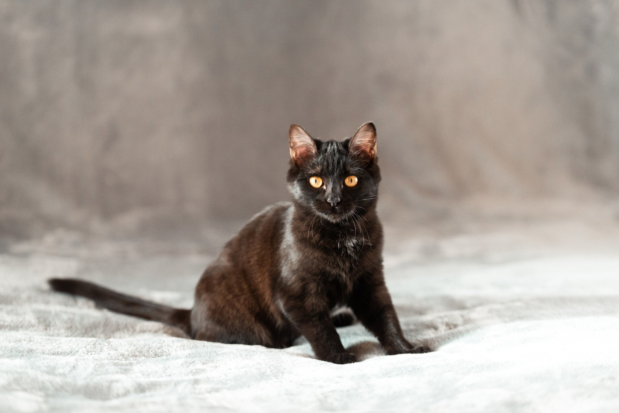 Питомец в кадре. Фотограф-анималист Анастасия Парфенова|Екатеринбург