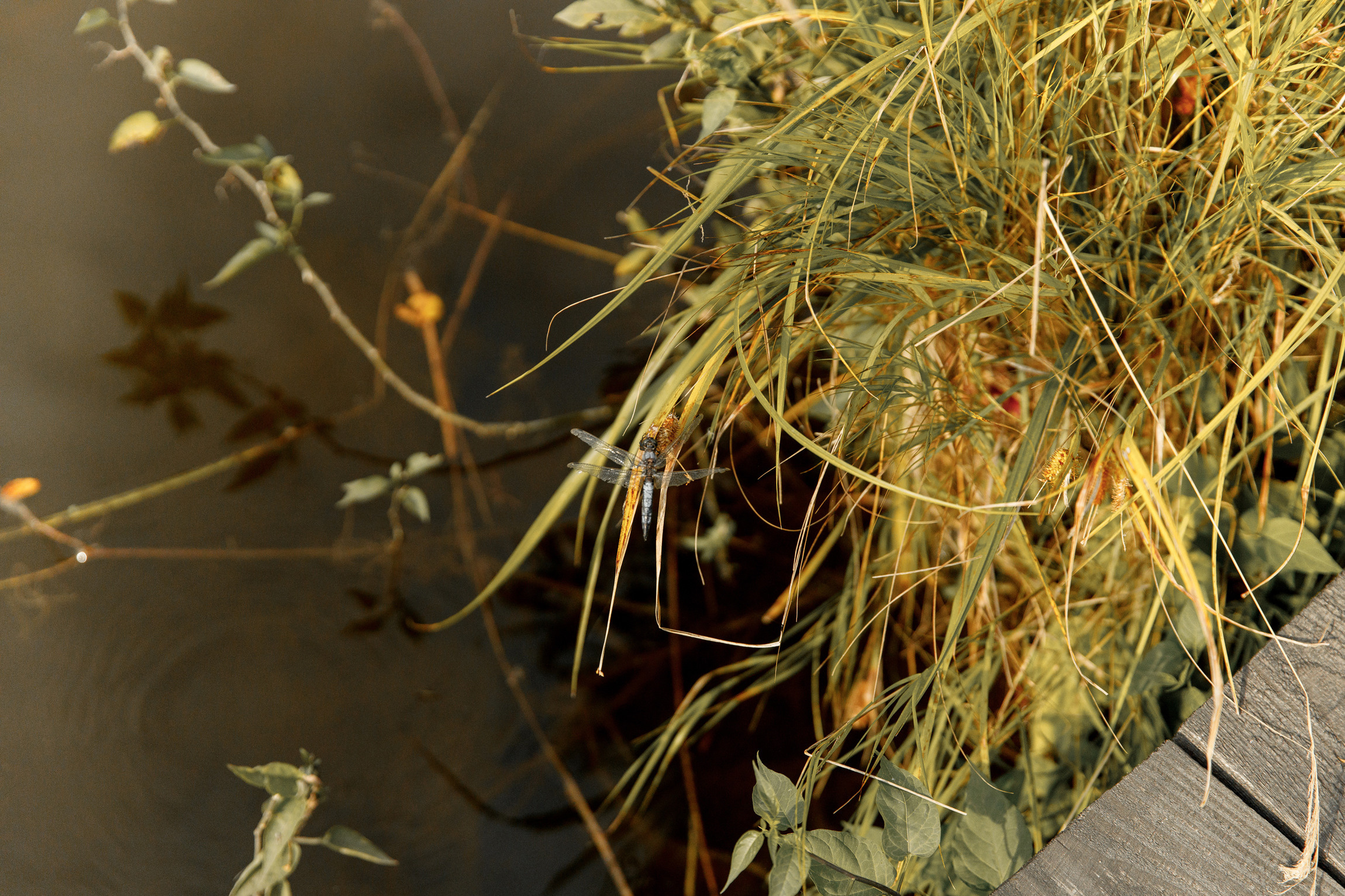 Свадьба в стиле Рустик. Виктория и Александр