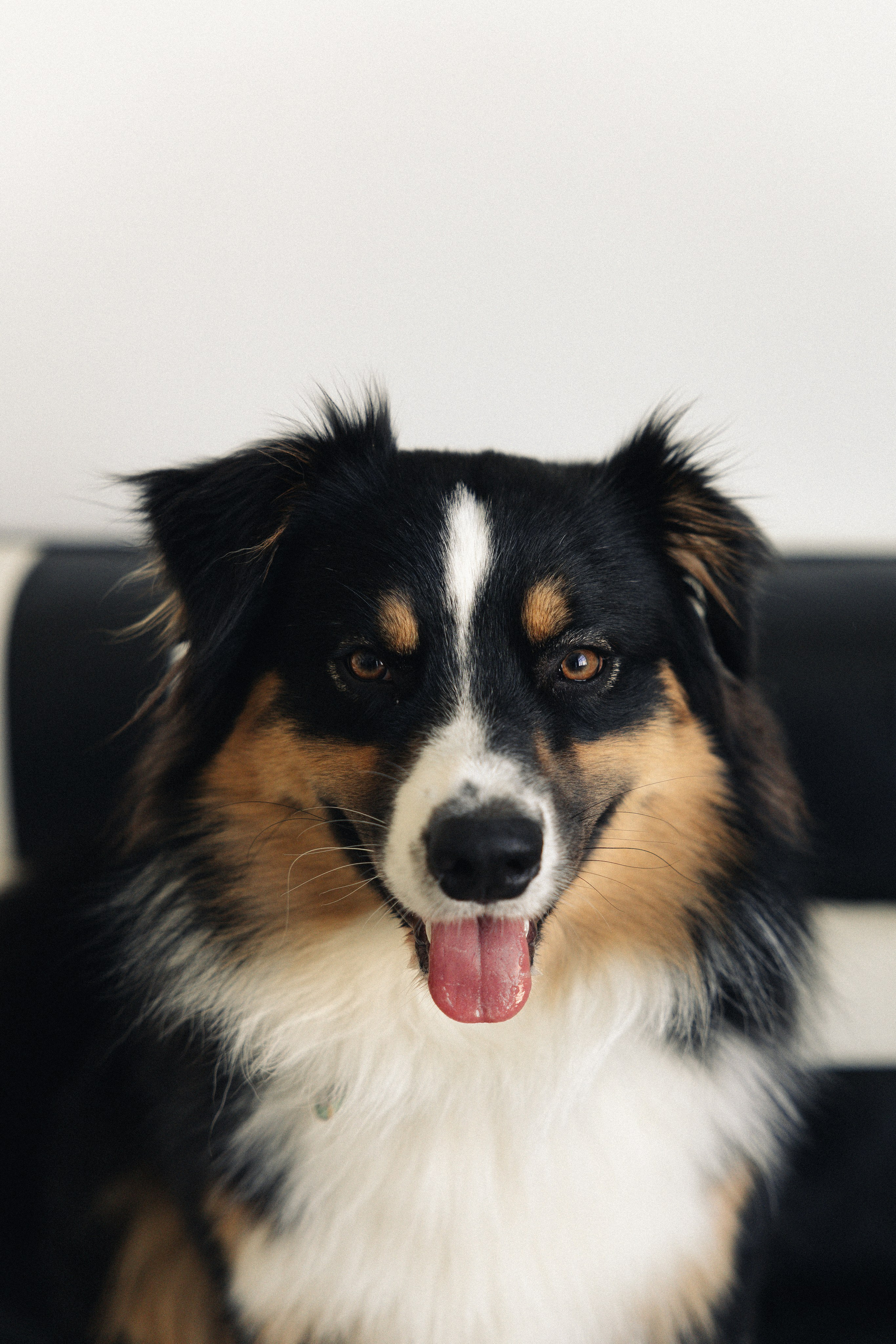 Любовь и хвост. Майорова Валерия Фотограф Ставрополь