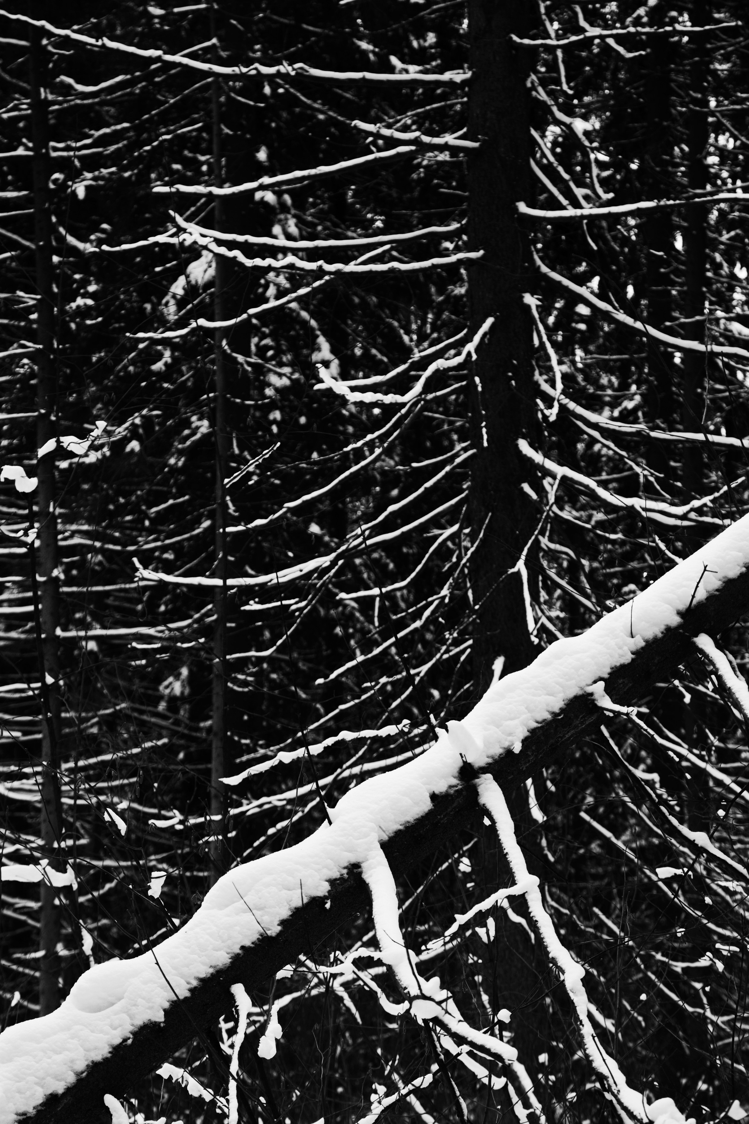 Фото. Фотограф Лагутин Анатолий