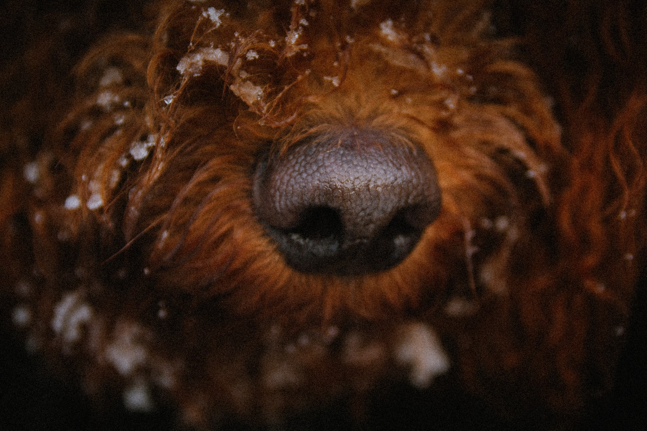 Зоопарк в моём багаже. Кошенкова Мария: портретный и репортажный фотограф. Санкт-Петербург