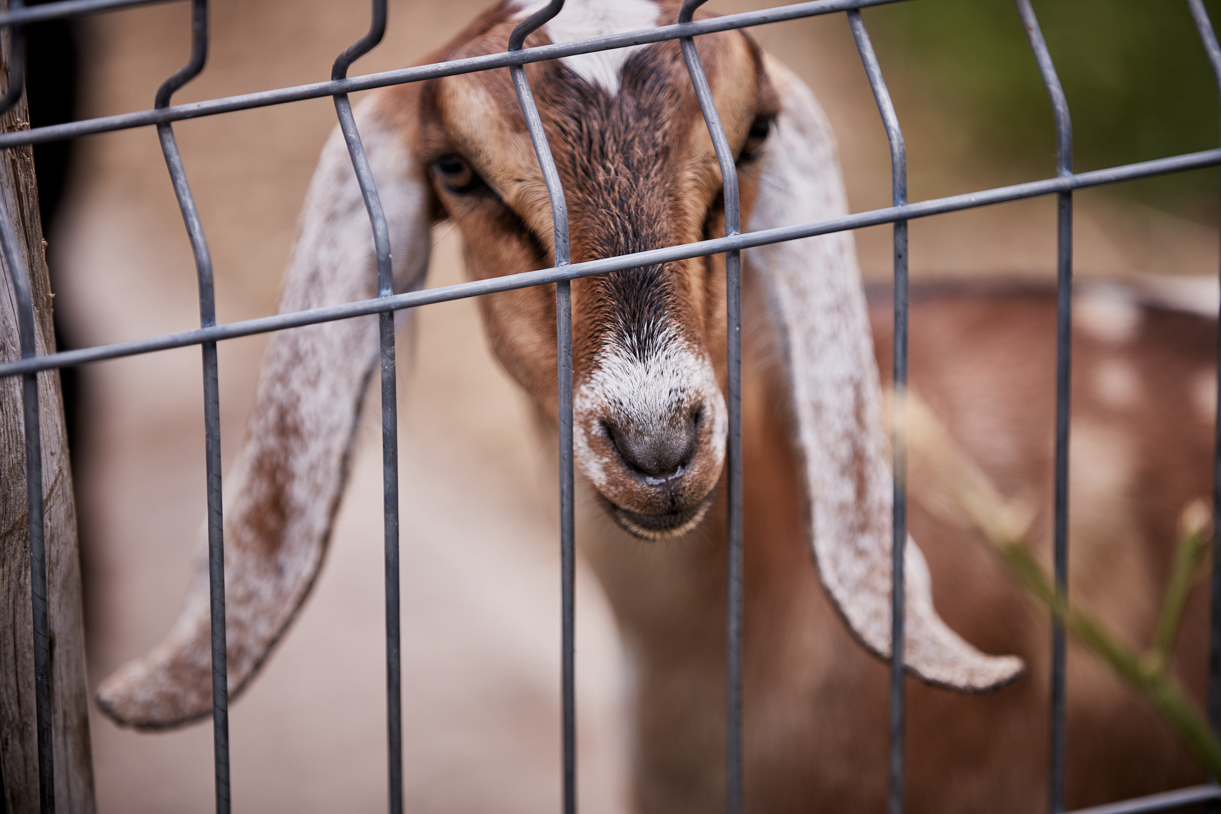 Репортаж о сельском хозяйстве. Контент для бизнеса в Екатеринбурге Полдень Медиа