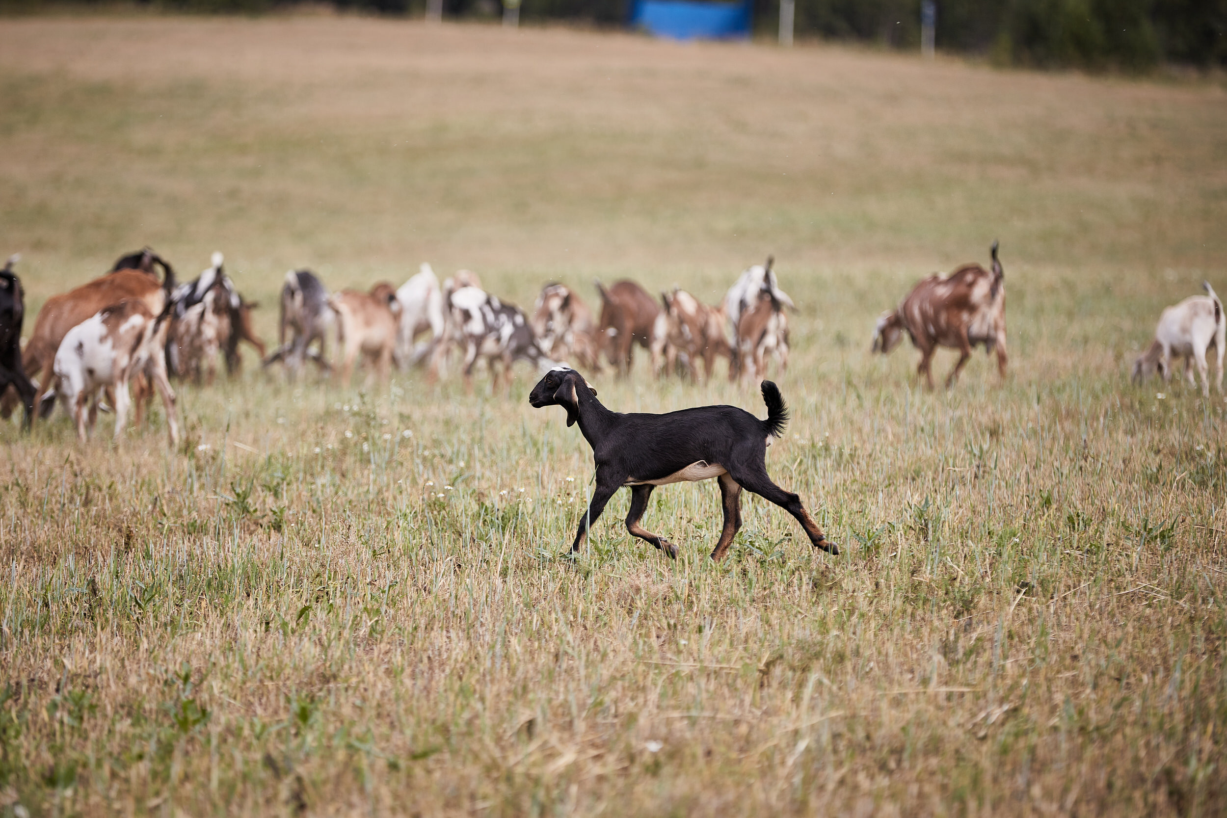 Репортаж о сельском хозяйстве. Контент для бизнеса в Екатеринбурге Полдень Медиа