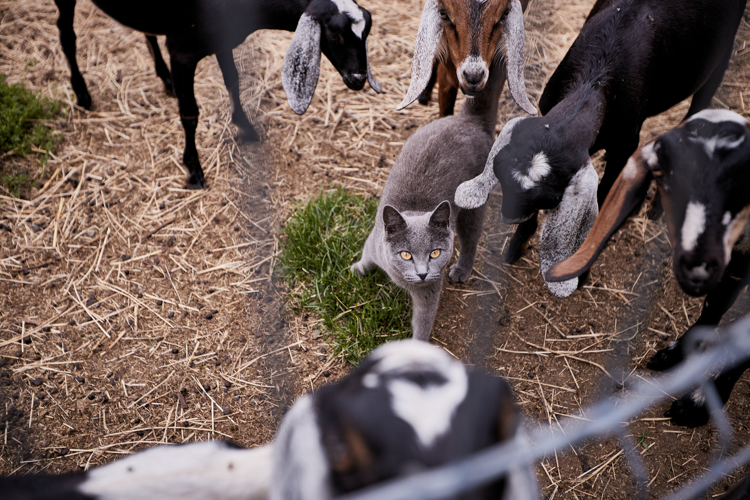 Репортаж о сельском хозяйстве. Контент для бизнеса в Екатеринбурге Полдень Медиа