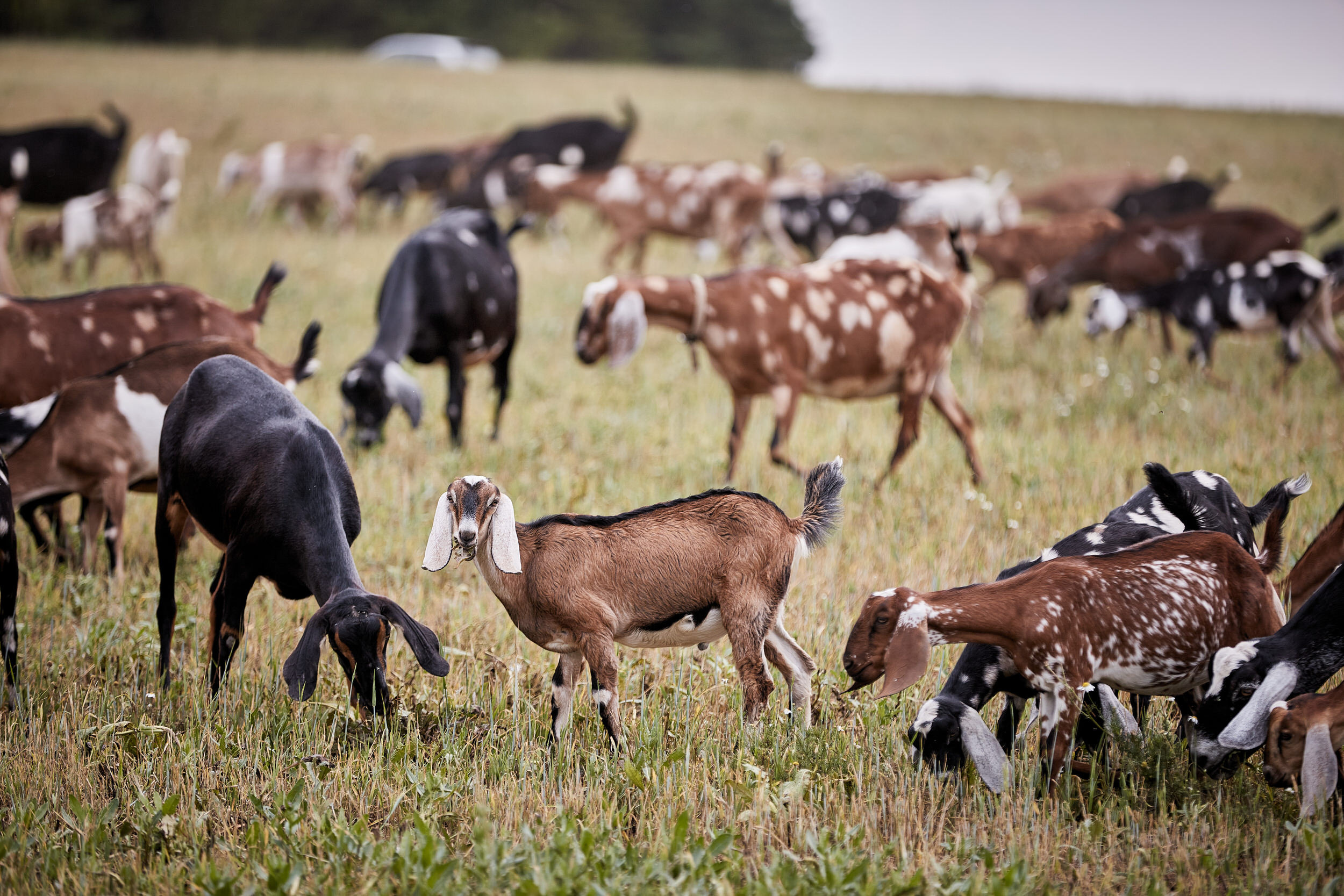 Репортаж о сельском хозяйстве. Контент для бизнеса в Екатеринбурге Полдень Медиа