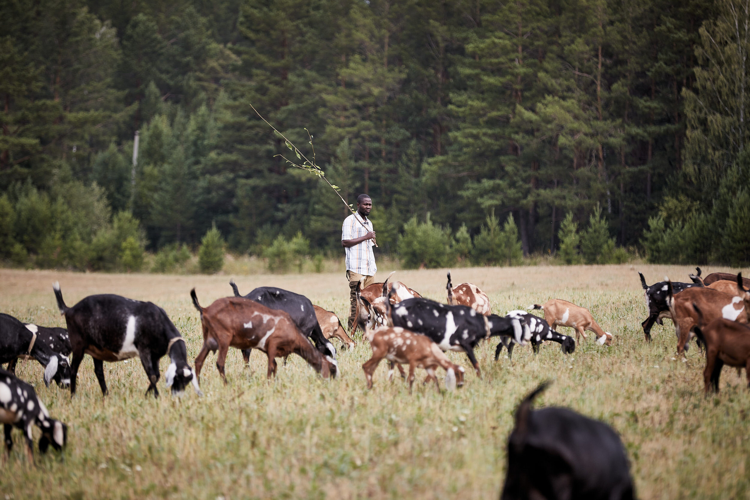 Репортаж о сельском хозяйстве. Контент для бизнеса в Екатеринбурге Полдень Медиа