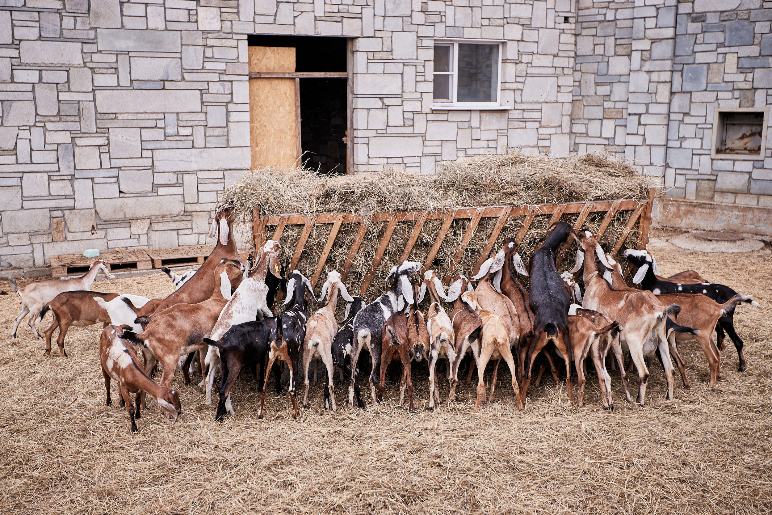 Репортаж о сельском хозяйстве. Контент для бизнеса в Екатеринбурге Полдень Медиа