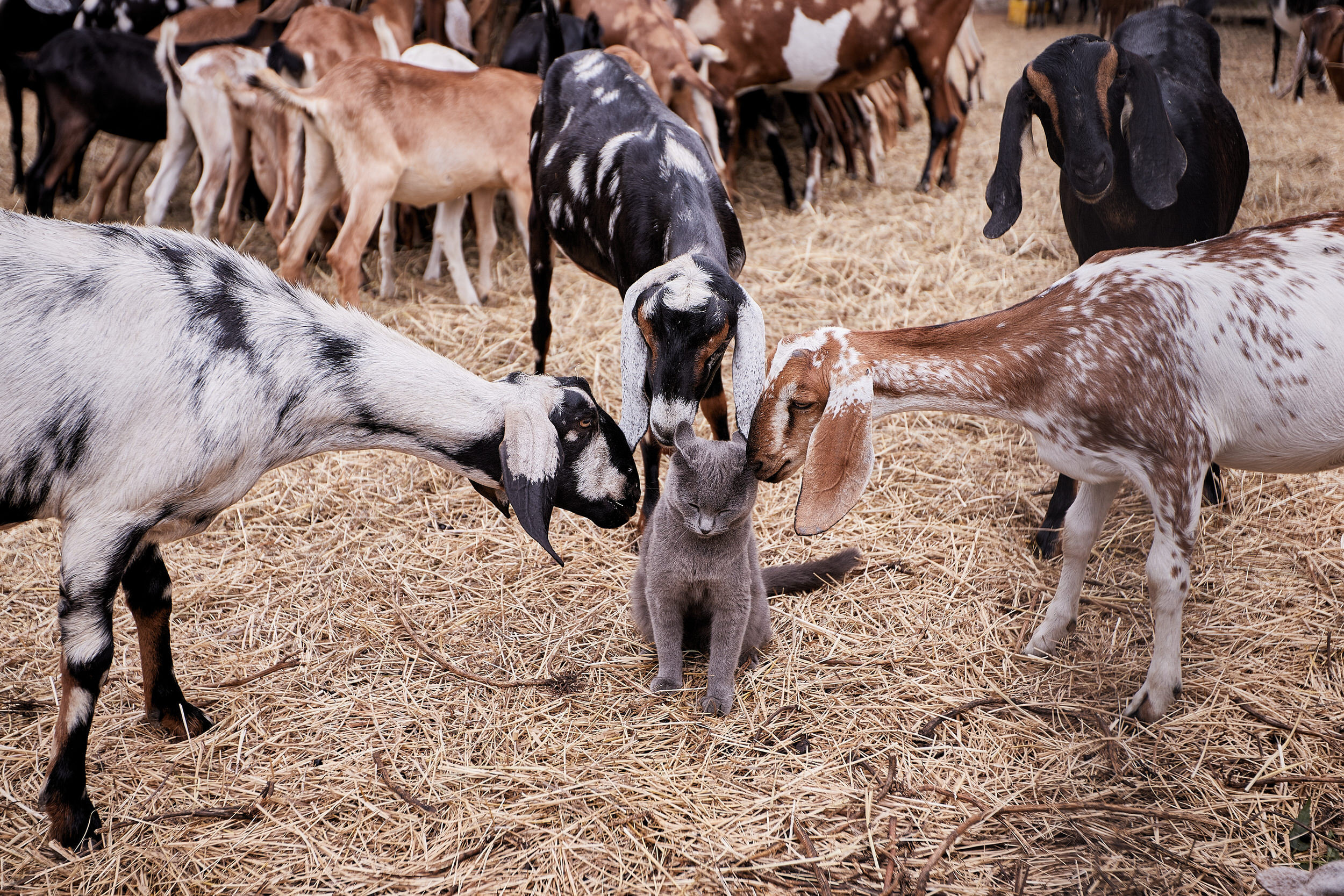 Репортаж о сельском хозяйстве. Контент для бизнеса в Екатеринбурге Полдень Медиа