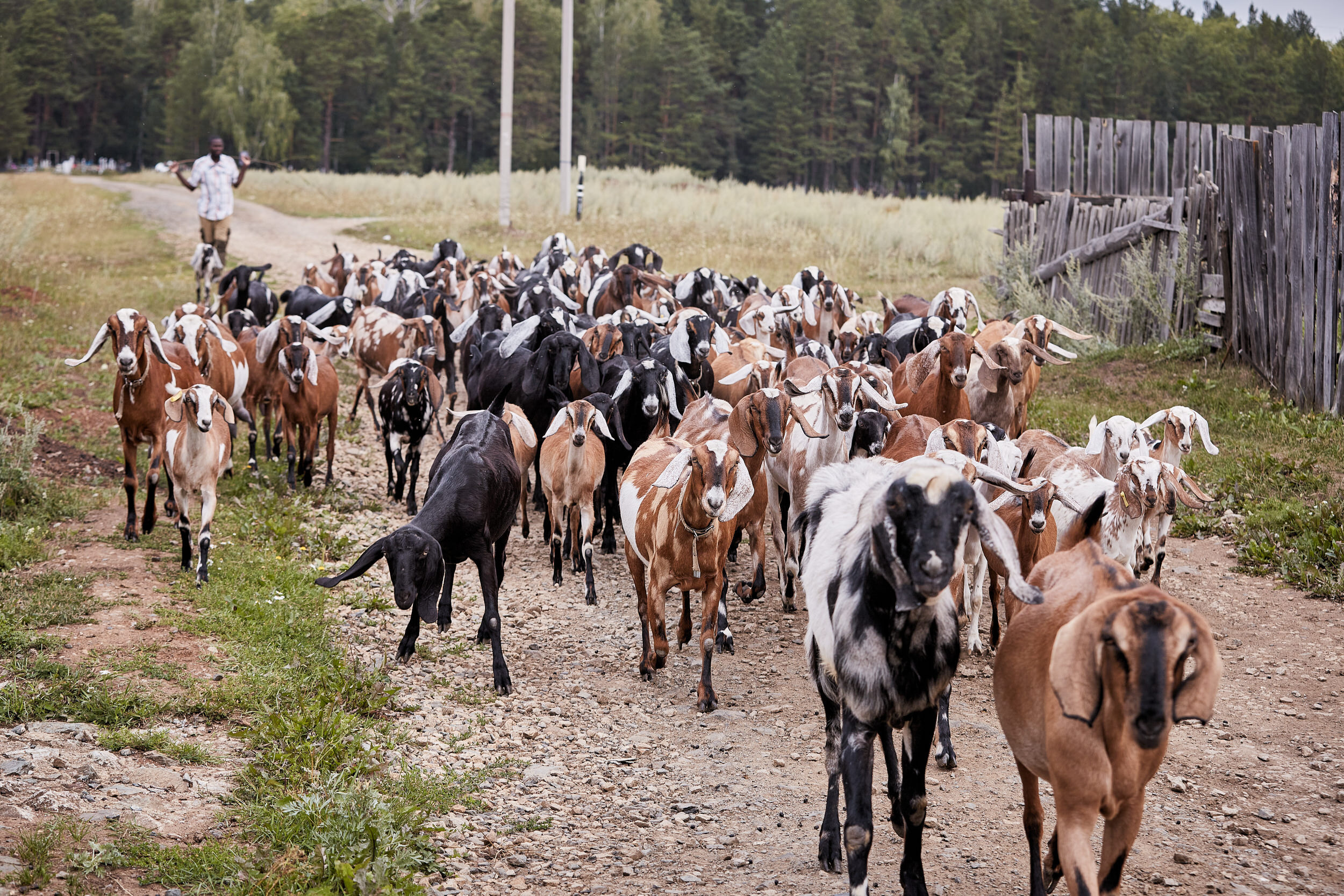Репортаж о сельском хозяйстве. Контент для бизнеса в Екатеринбурге Полдень Медиа