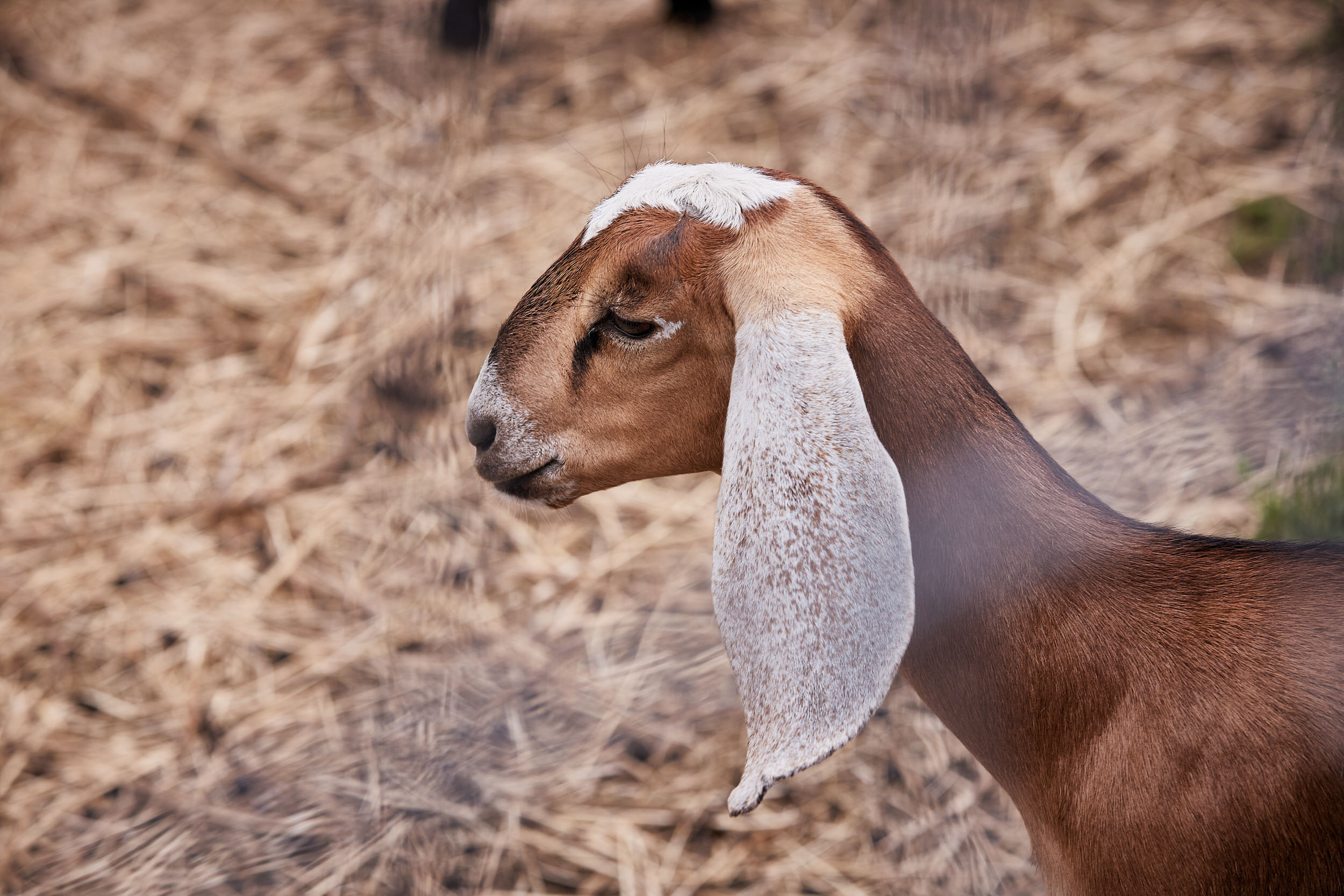 Репортаж о сельском хозяйстве. Контент для бизнеса в Екатеринбурге Полдень Медиа