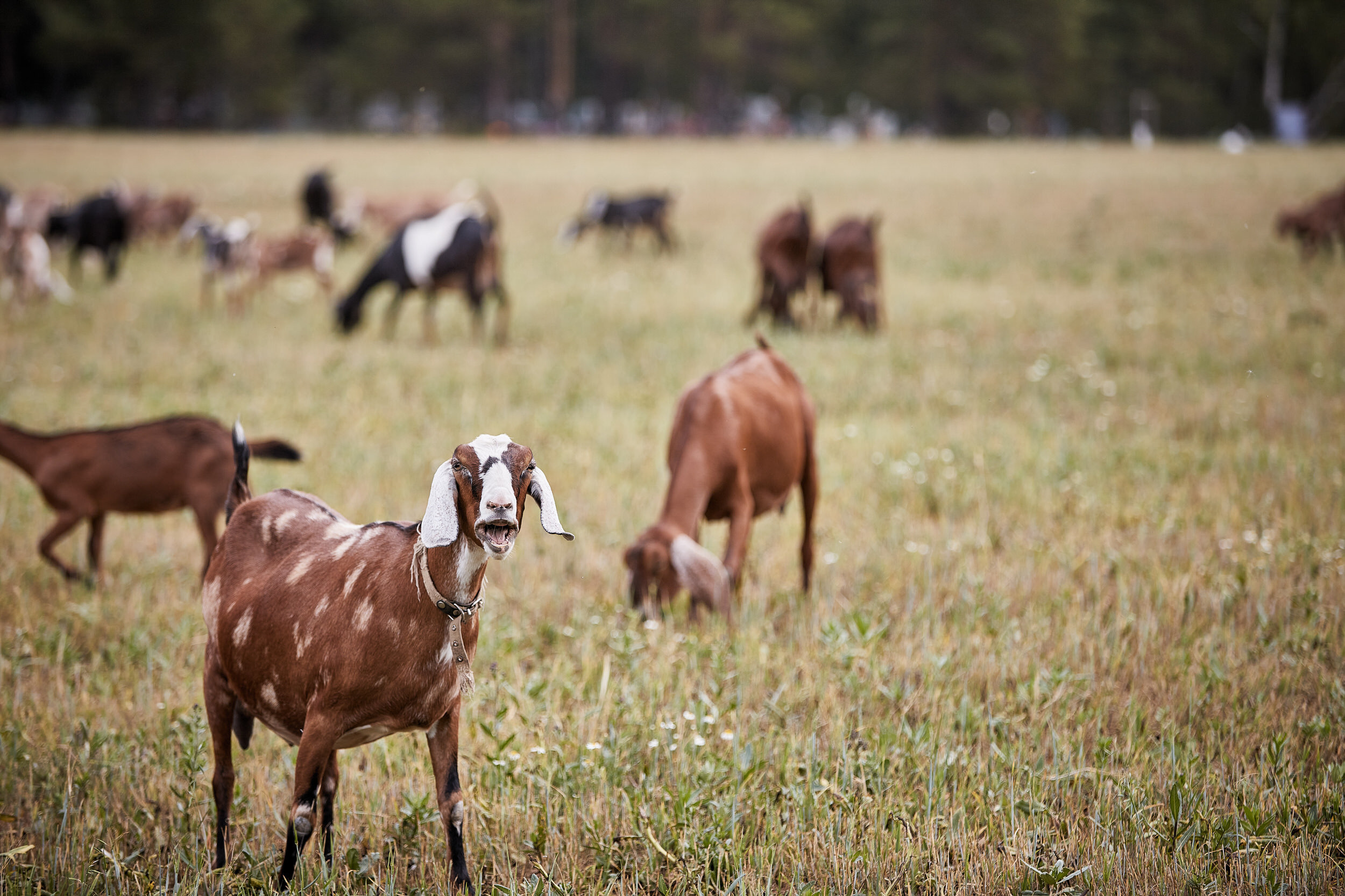 Репортаж о сельском хозяйстве. Контент для бизнеса в Екатеринбурге Полдень Медиа