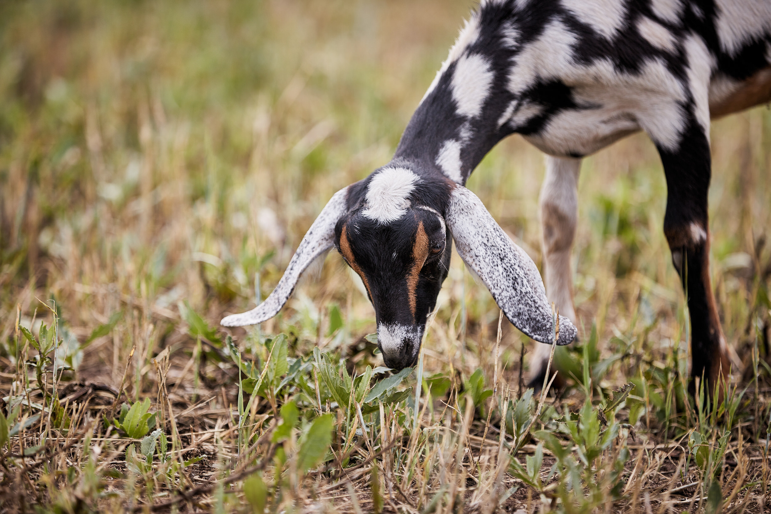Репортаж о сельском хозяйстве. Контент для бизнеса в Екатеринбурге Полдень Медиа