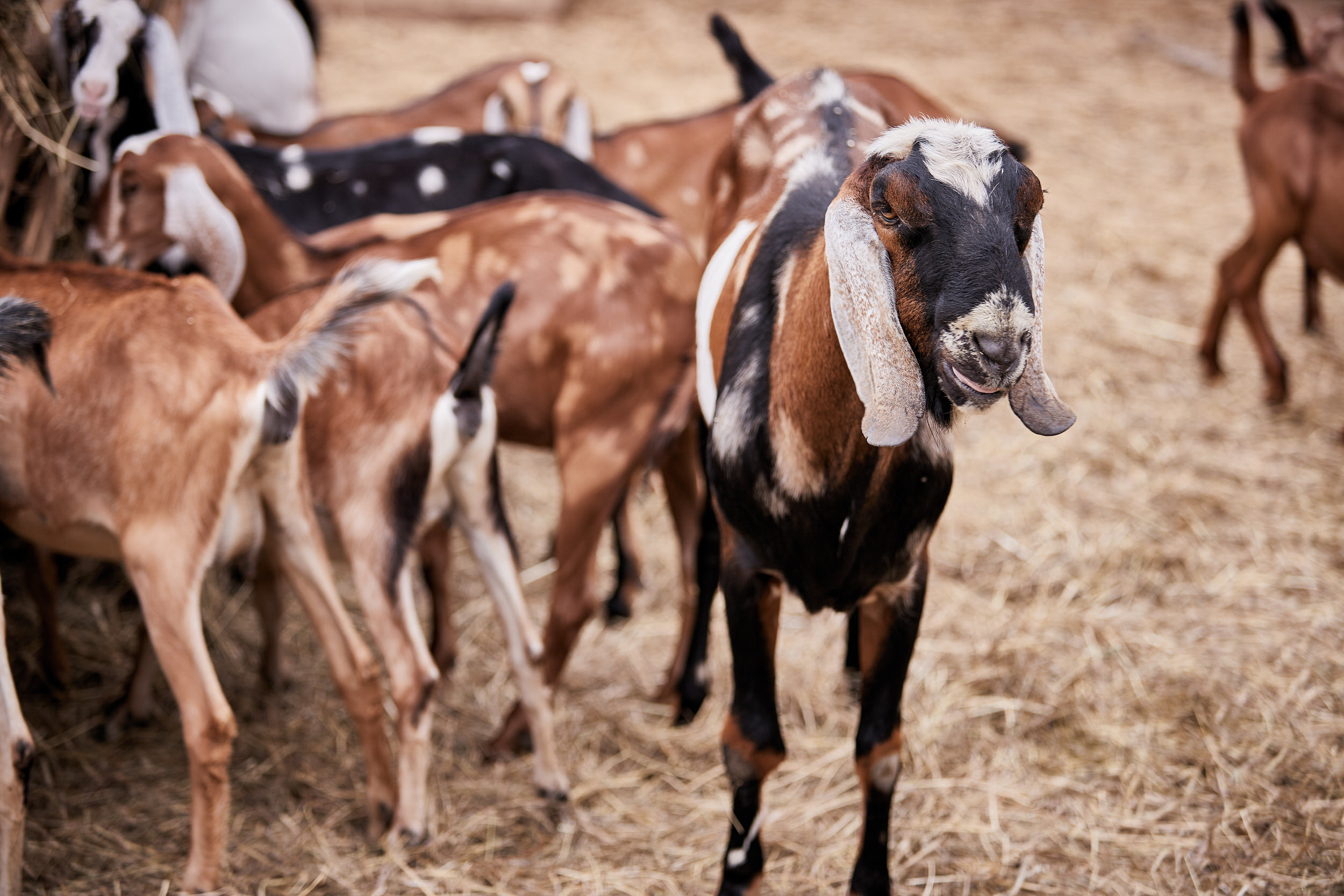 Репортаж о сельском хозяйстве. Контент для бизнеса в Екатеринбурге Полдень Медиа