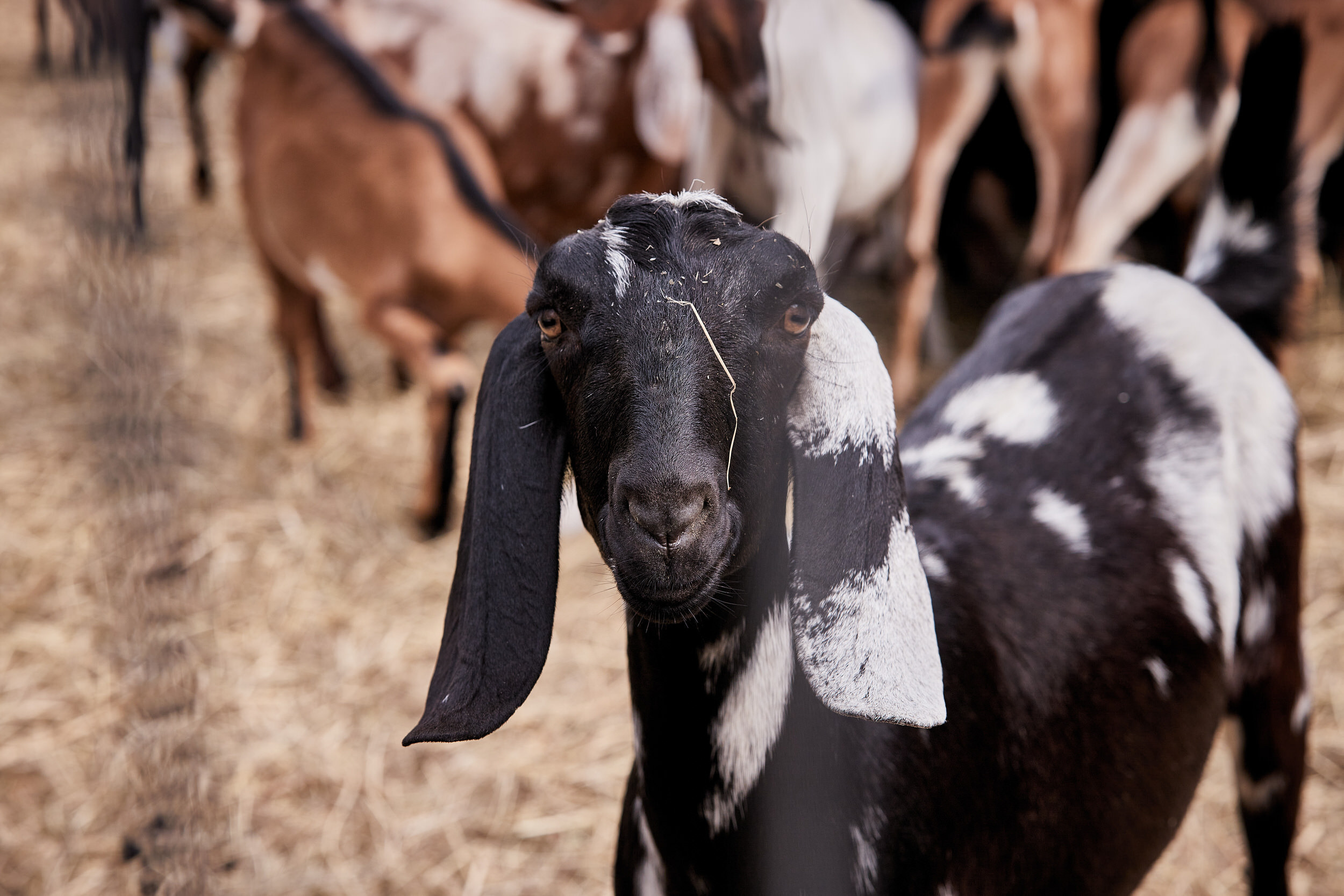 Репортаж о сельском хозяйстве. Контент для бизнеса в Екатеринбурге Полдень Медиа