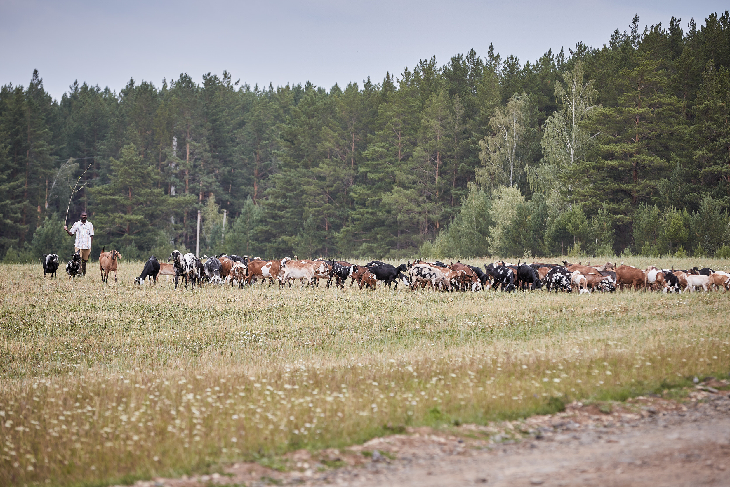 Репортаж о сельском хозяйстве. Контент для бизнеса в Екатеринбурге Полдень Медиа