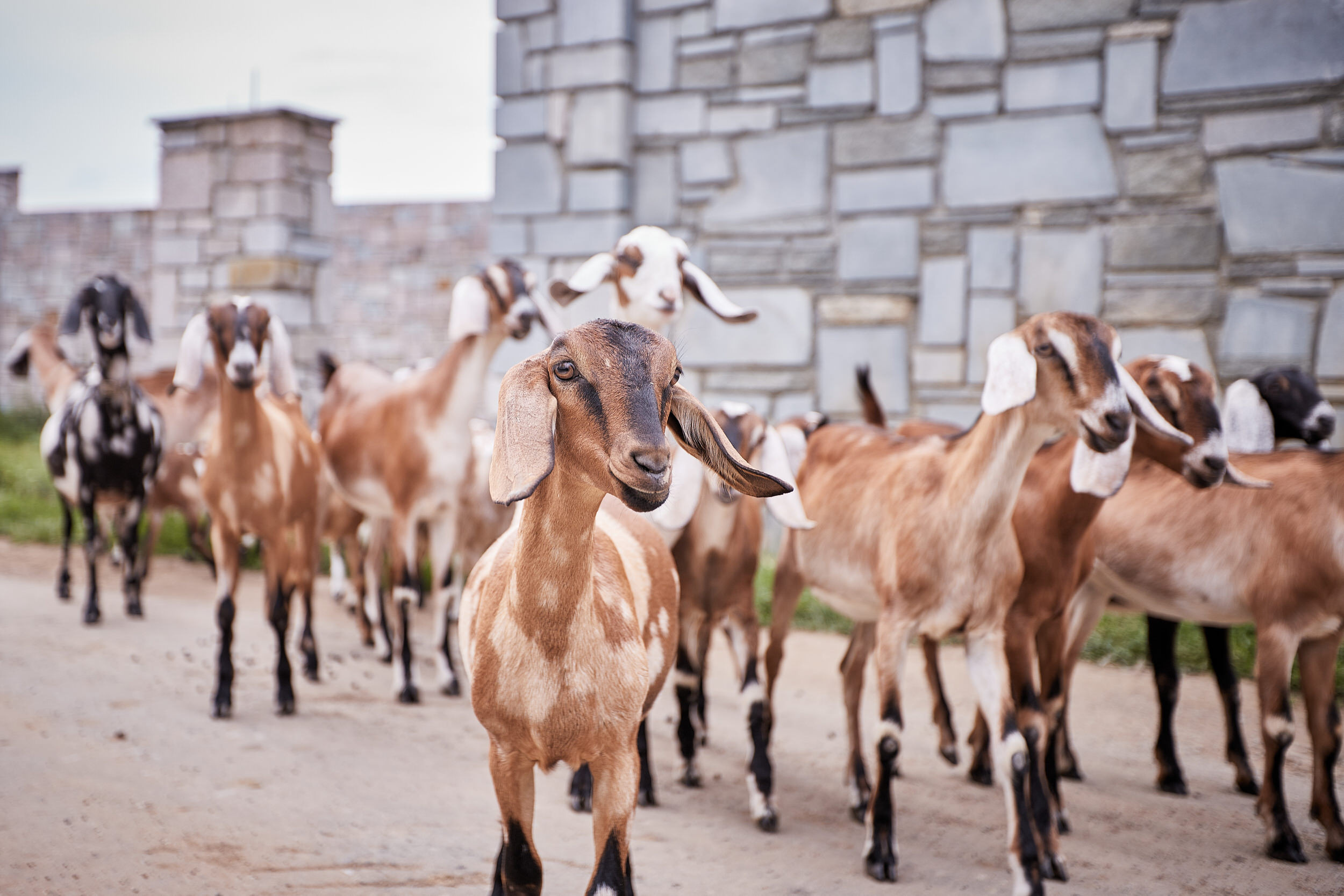 Репортаж о сельском хозяйстве. Контент для бизнеса в Екатеринбурге Полдень Медиа