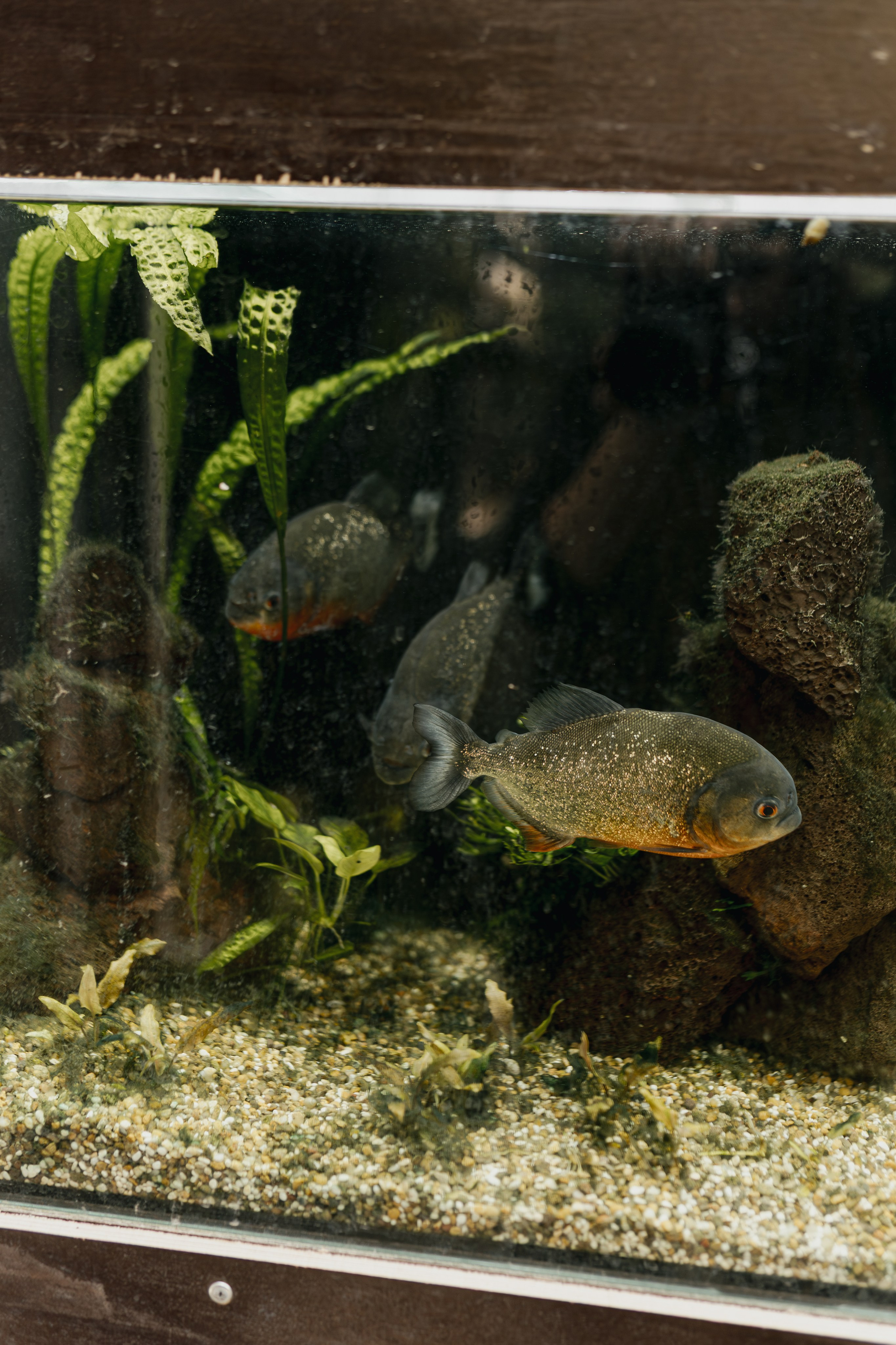 Свадьба Лены и Миши. Свадебный и семейный фотограф Женя Добрянская в Нижнем Новгороде