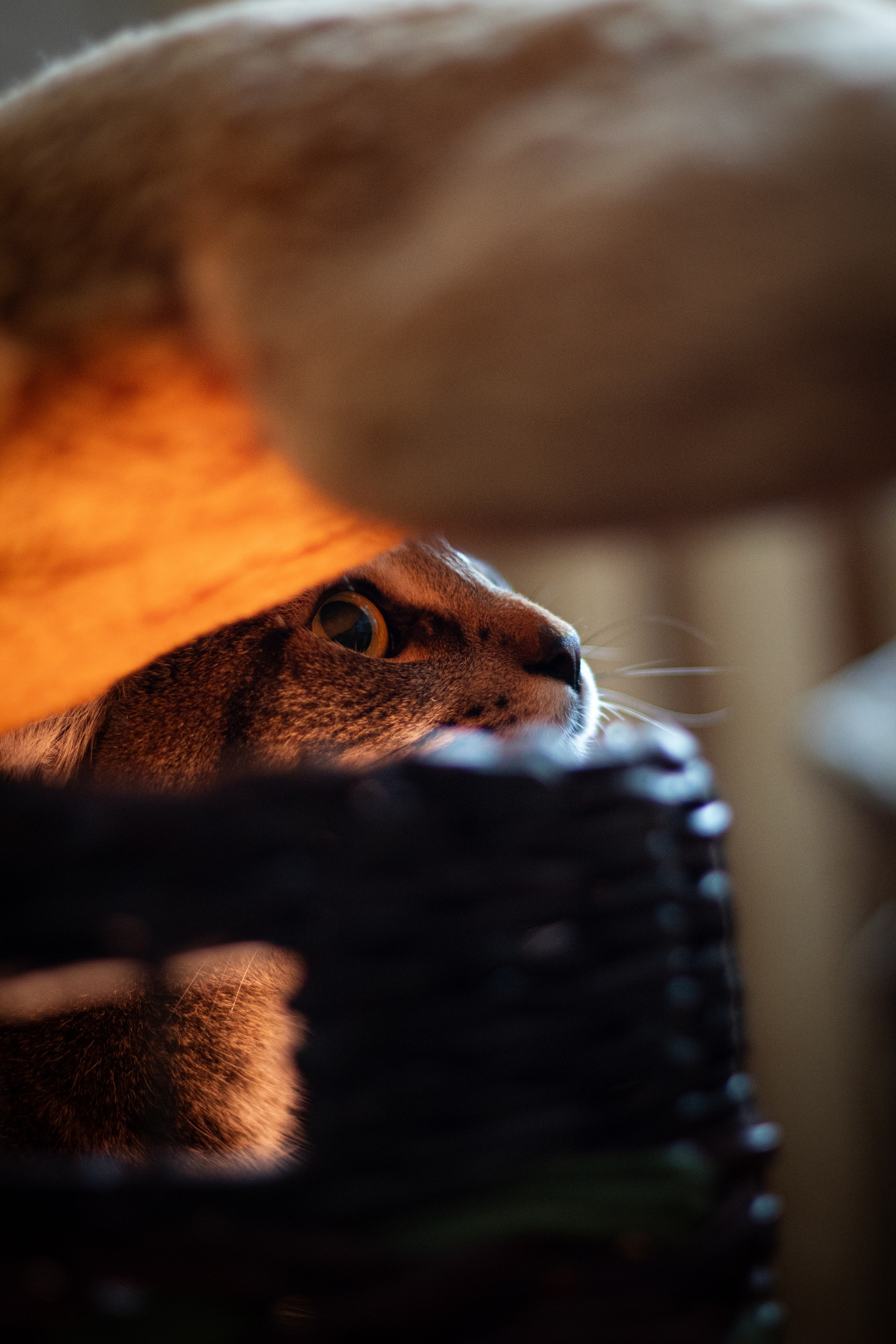 Кот в коробке. Dmitriy [KCCC] is a pretty cool photographer