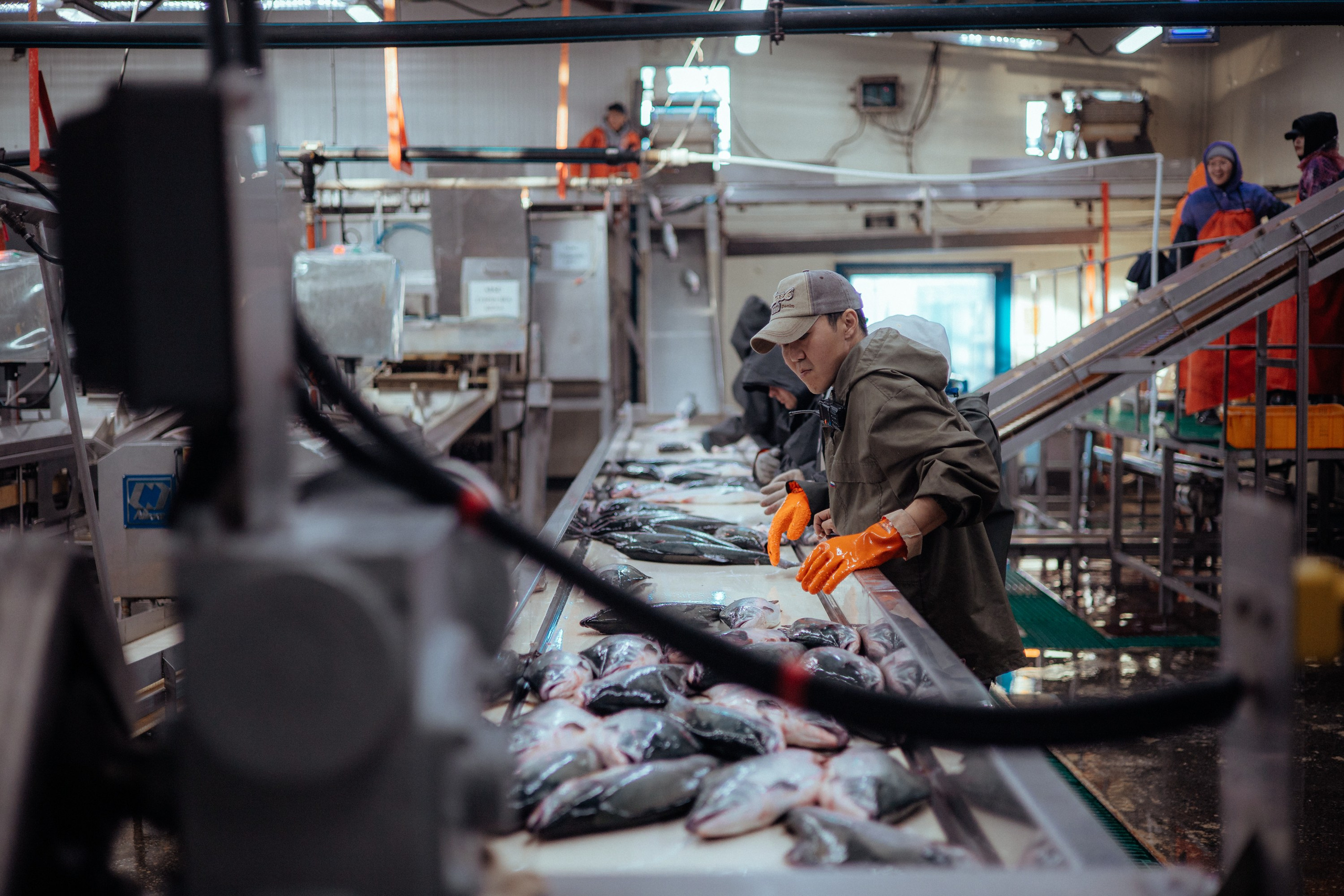 Ооо «лойд-фиш» | камчатка-2025