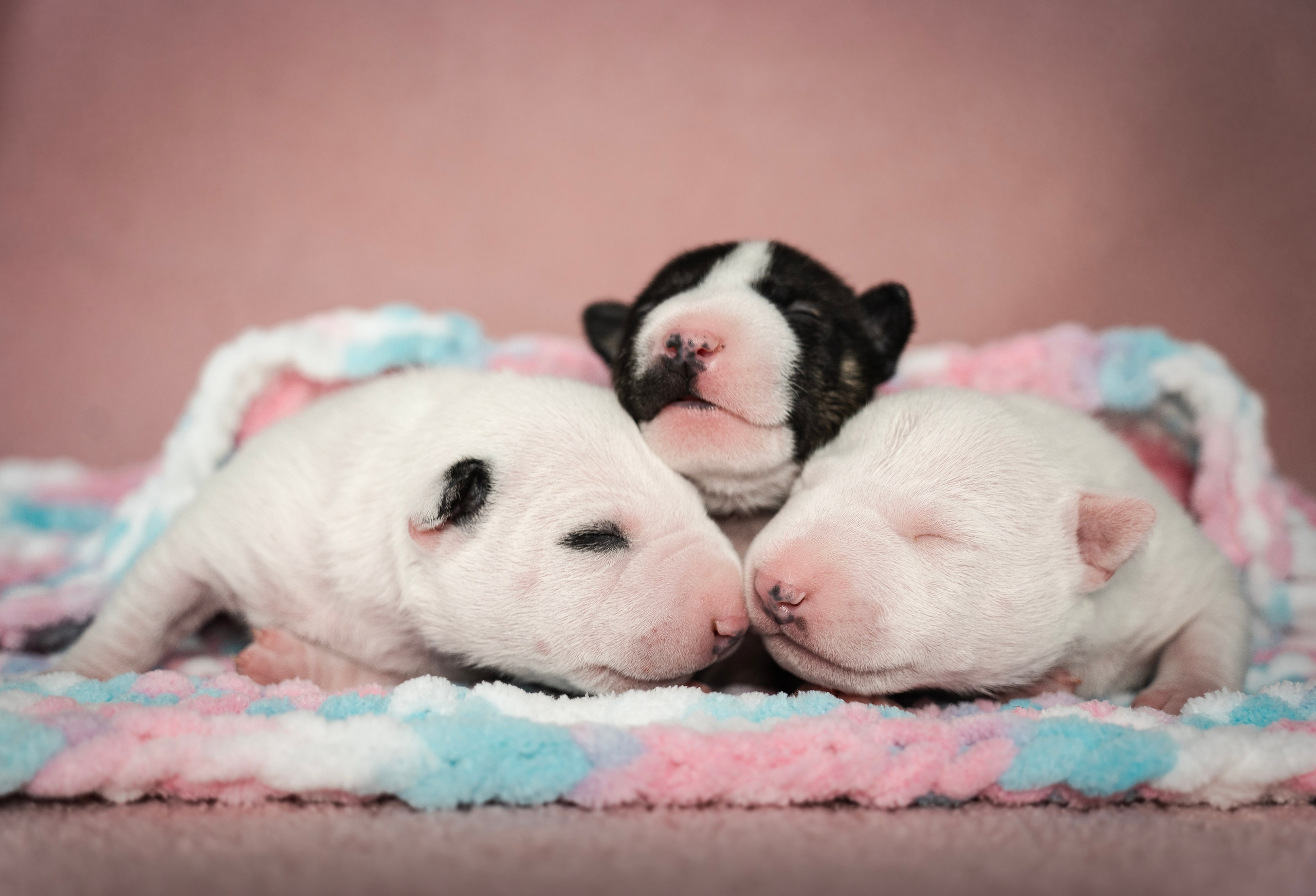 Ньюборн. Семейный фотограф анималист г. Находка