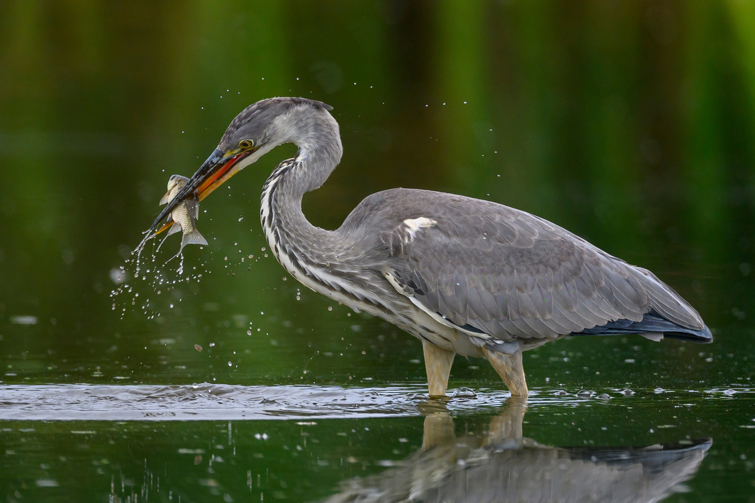 Цапли. Wildlife photography by Sergey Puponin