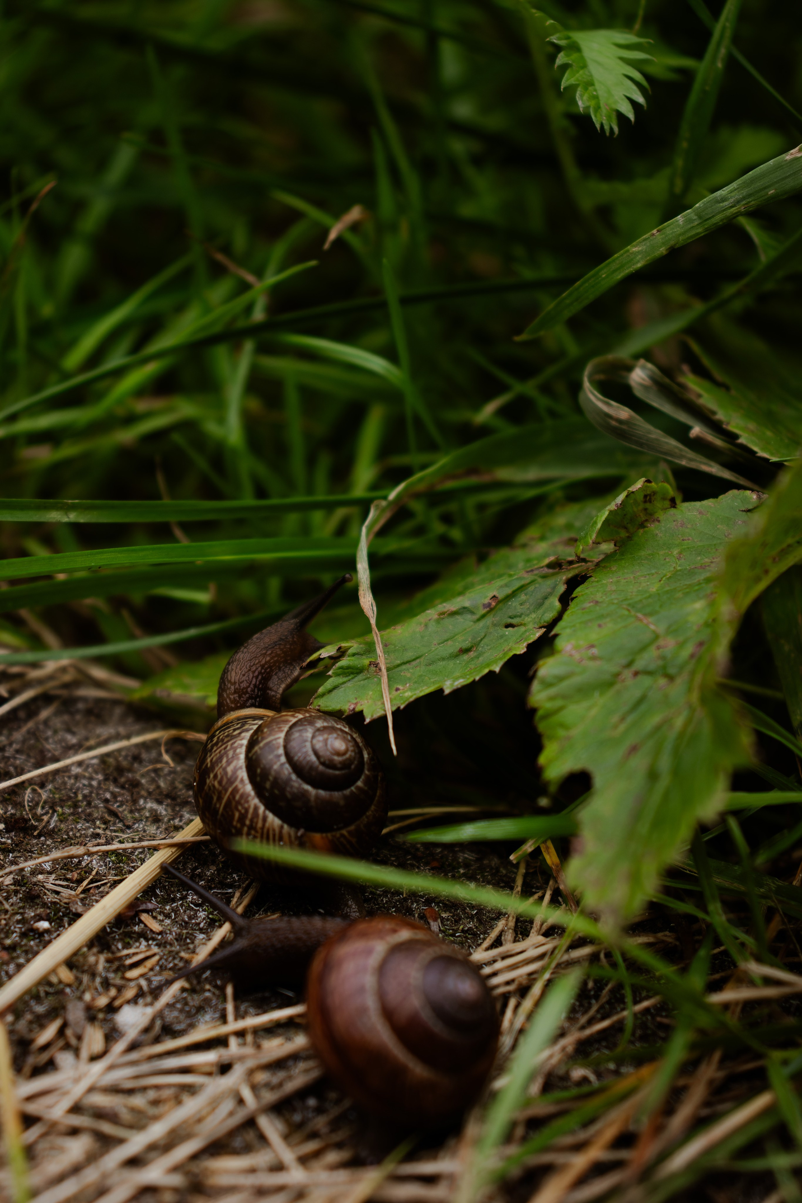 Из наблюдений. Плак или Квак