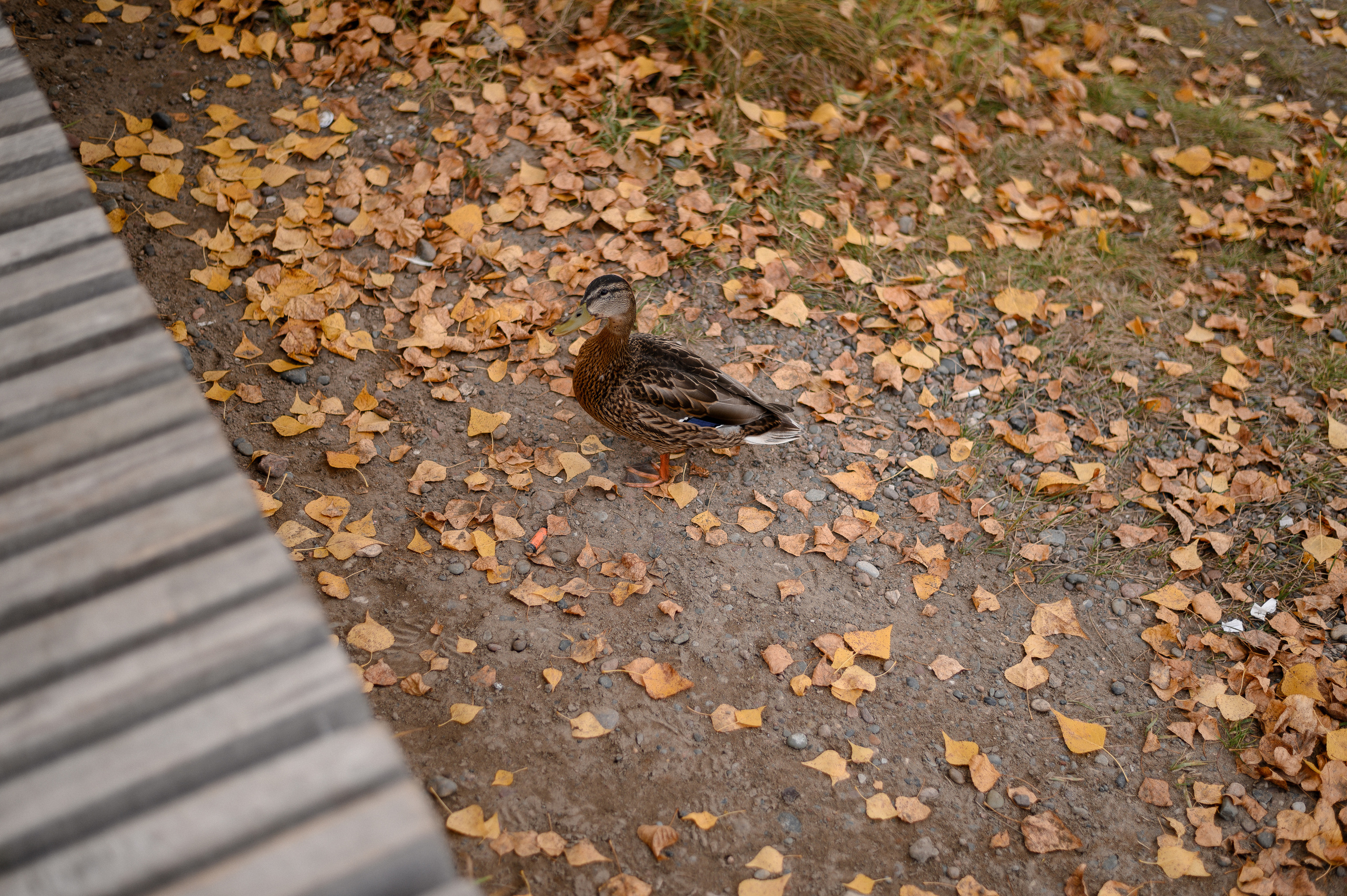 Т&А. Свадебный и семейный фотограф в Красноярске Виктория Тимонина